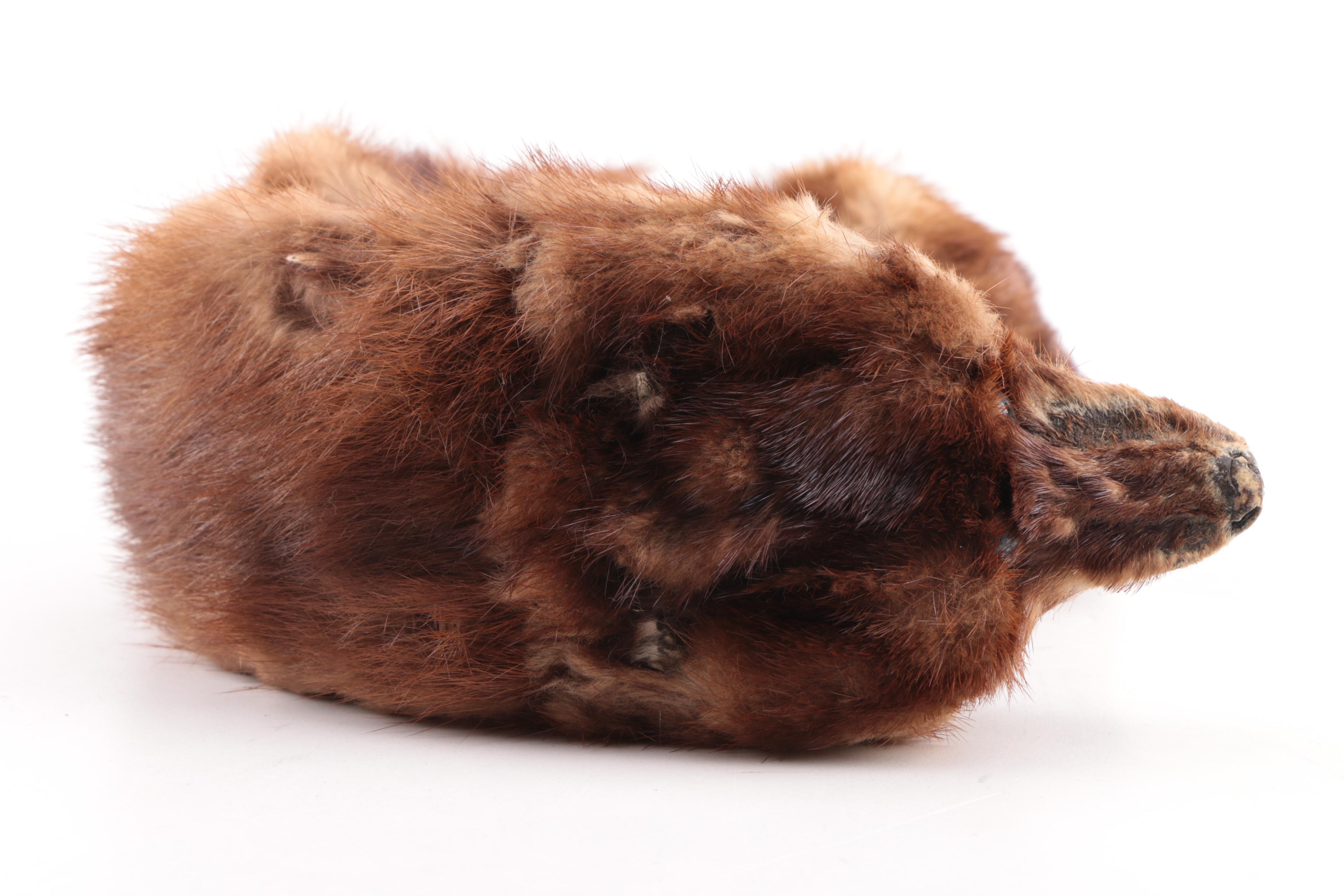 Women's 1960s Vintage Elsa Schiaparelli Fox Pelt Fascinator