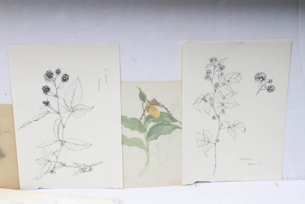 June Carver Roberts Archive of Works Featuring "Born in the Spring" Studies