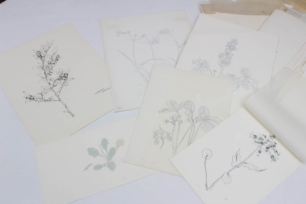 June Carver Roberts Archive of Works Featuring "Born in the Spring" Studies