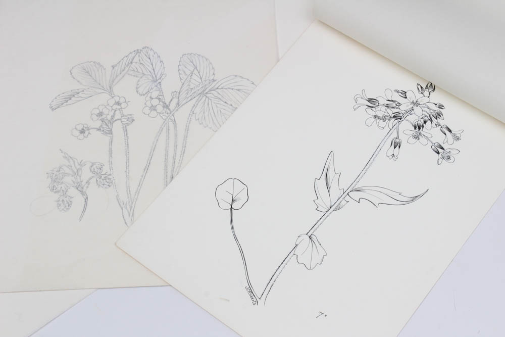 June Carver Roberts Archive of Works Featuring "Born in the Spring" Studies