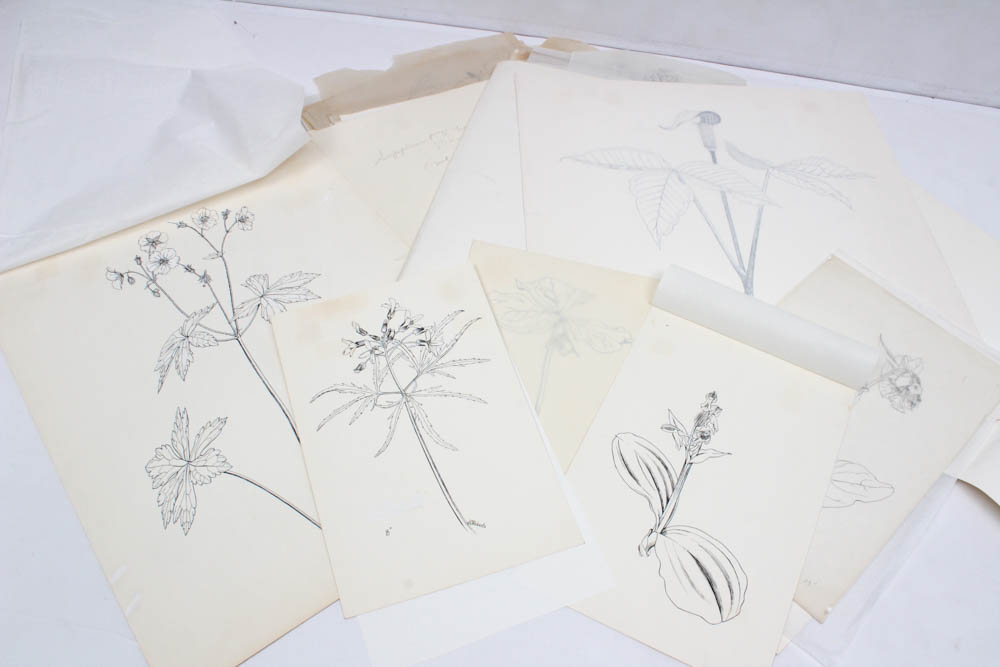 June Carver Roberts Archive of Works Featuring "Born in the Spring" Studies