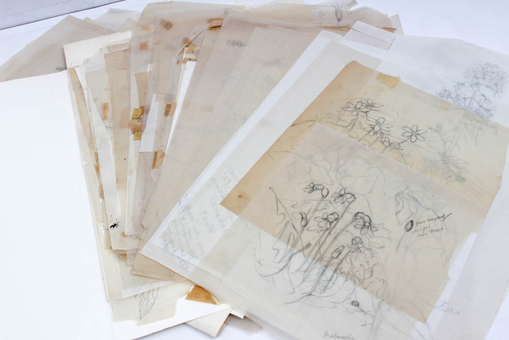 June Carver Roberts Archive of Works Featuring "Born in the Spring" Studies