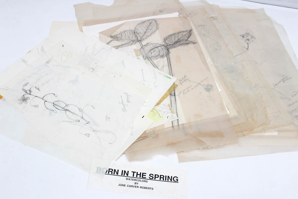 June Carver Roberts Archive of Works Featuring "Born in the Spring" Studies