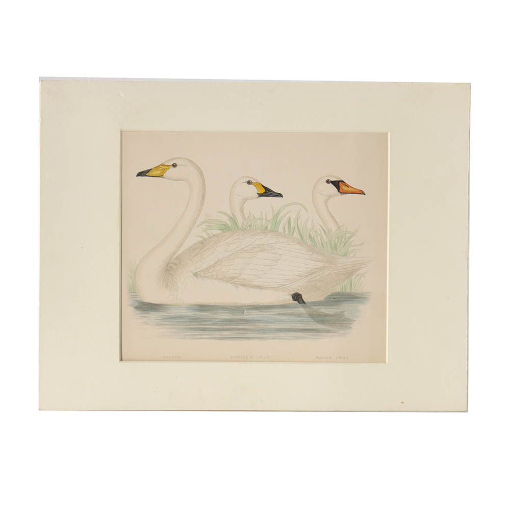 Benjamin Fawcett Wood Engraving "Hooper (Swan), Bewick's Swan, Polish Swan"