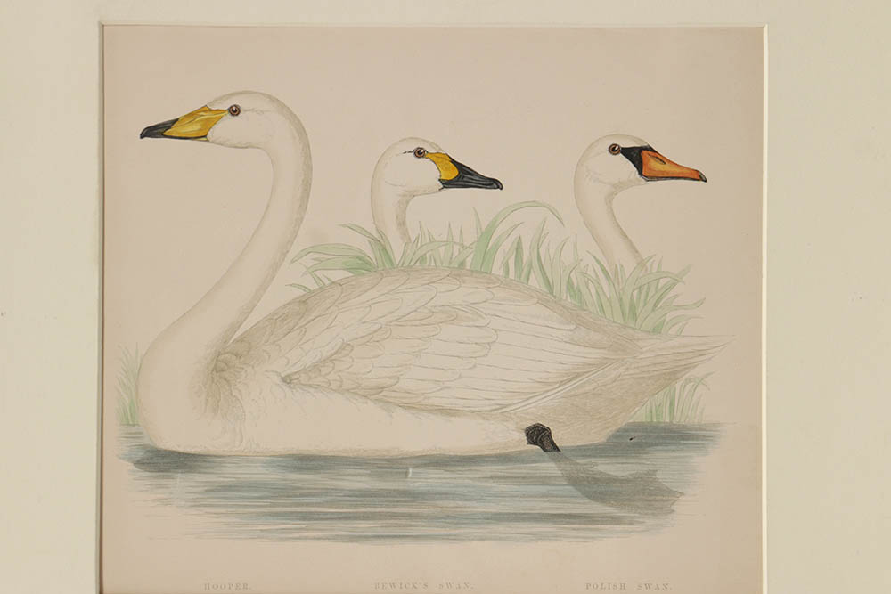 Benjamin Fawcett Wood Engraving "Hooper (Swan), Bewick's Swan, Polish Swan"