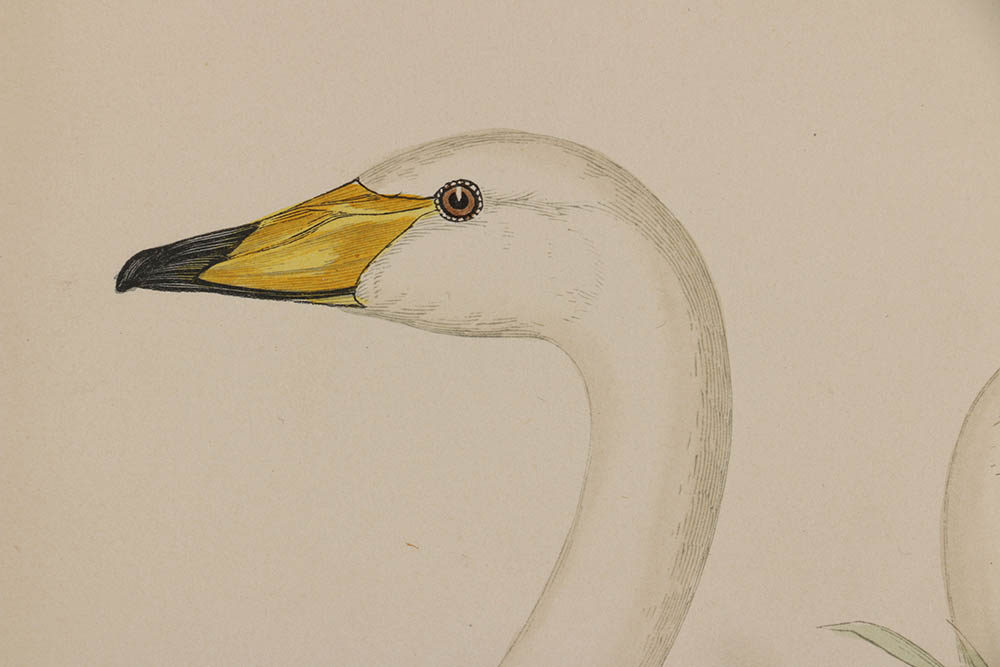 Benjamin Fawcett Wood Engraving "Hooper (Swan), Bewick's Swan, Polish Swan"