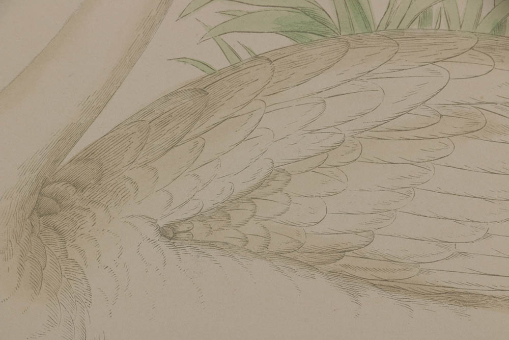 Benjamin Fawcett Wood Engraving "Hooper (Swan), Bewick's Swan, Polish Swan"