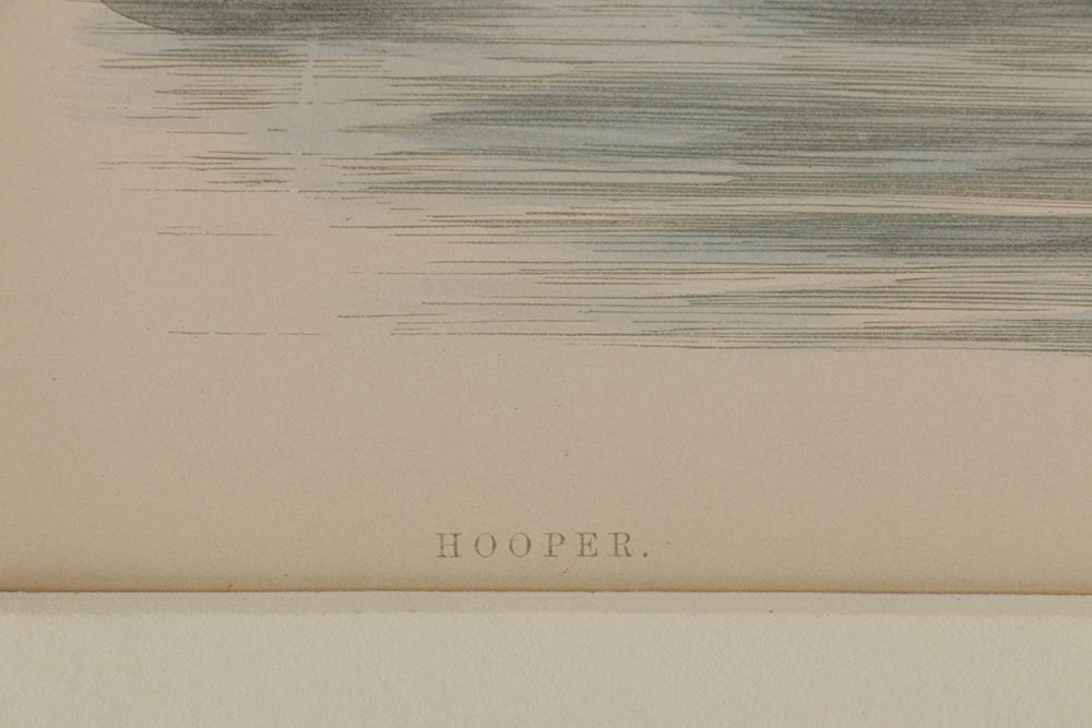 Benjamin Fawcett Wood Engraving "Hooper (Swan), Bewick's Swan, Polish Swan"