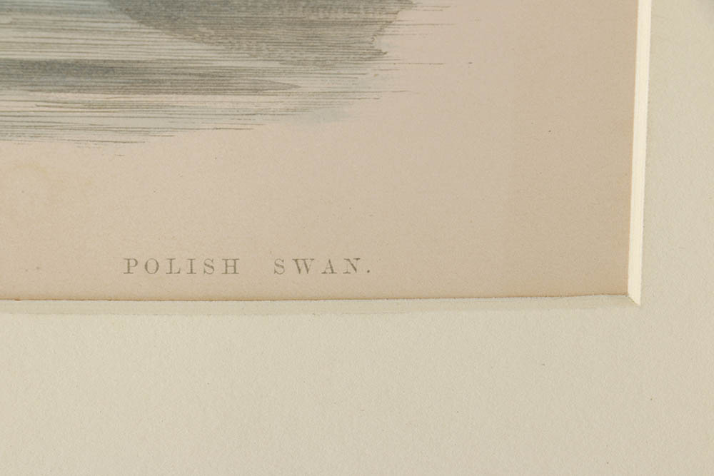 Benjamin Fawcett Wood Engraving "Hooper (Swan), Bewick's Swan, Polish Swan"