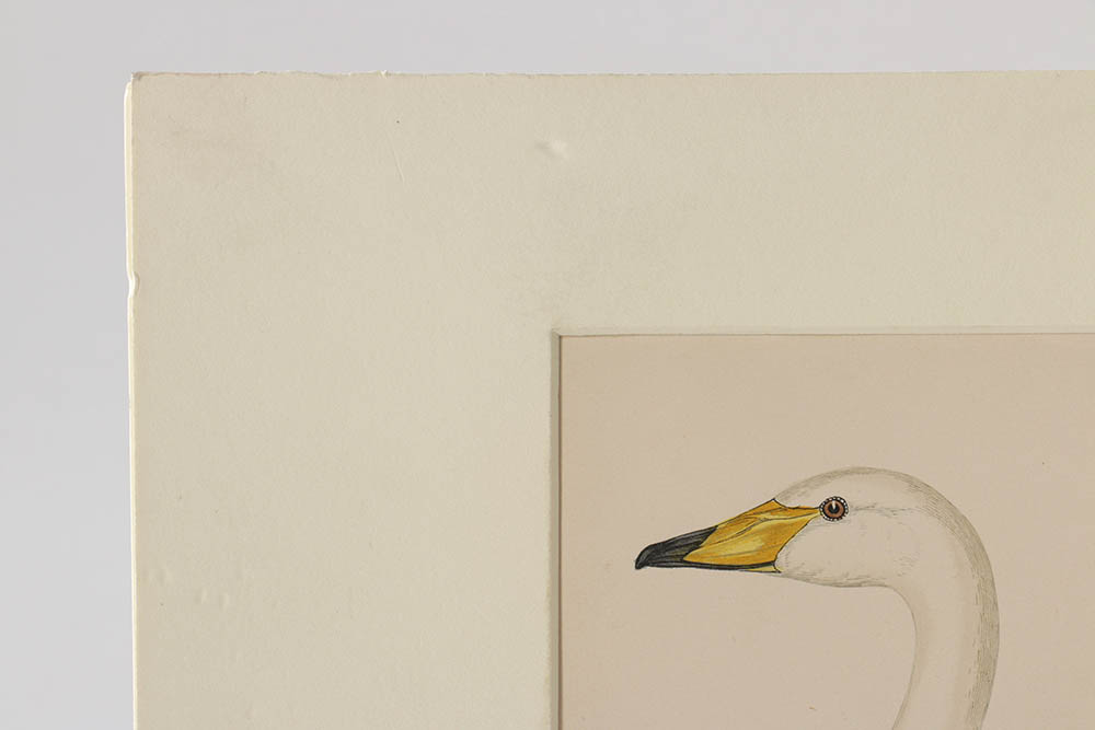 Benjamin Fawcett Wood Engraving "Hooper (Swan), Bewick's Swan, Polish Swan"