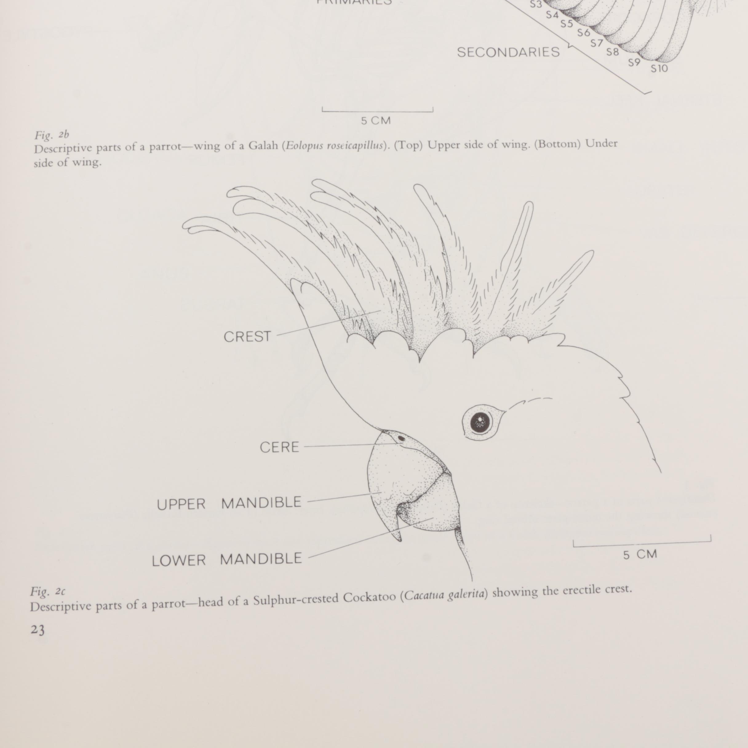 1973 "Parrots of the World" by Joseph M. Forshaw