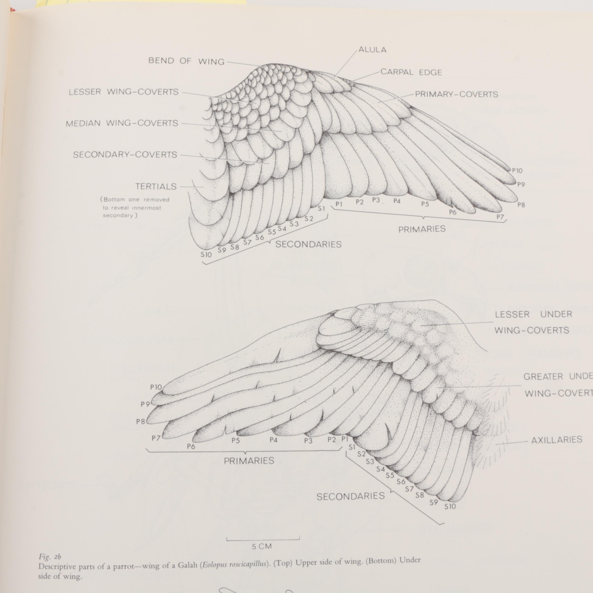 1973 "Parrots of the World" by Joseph M. Forshaw