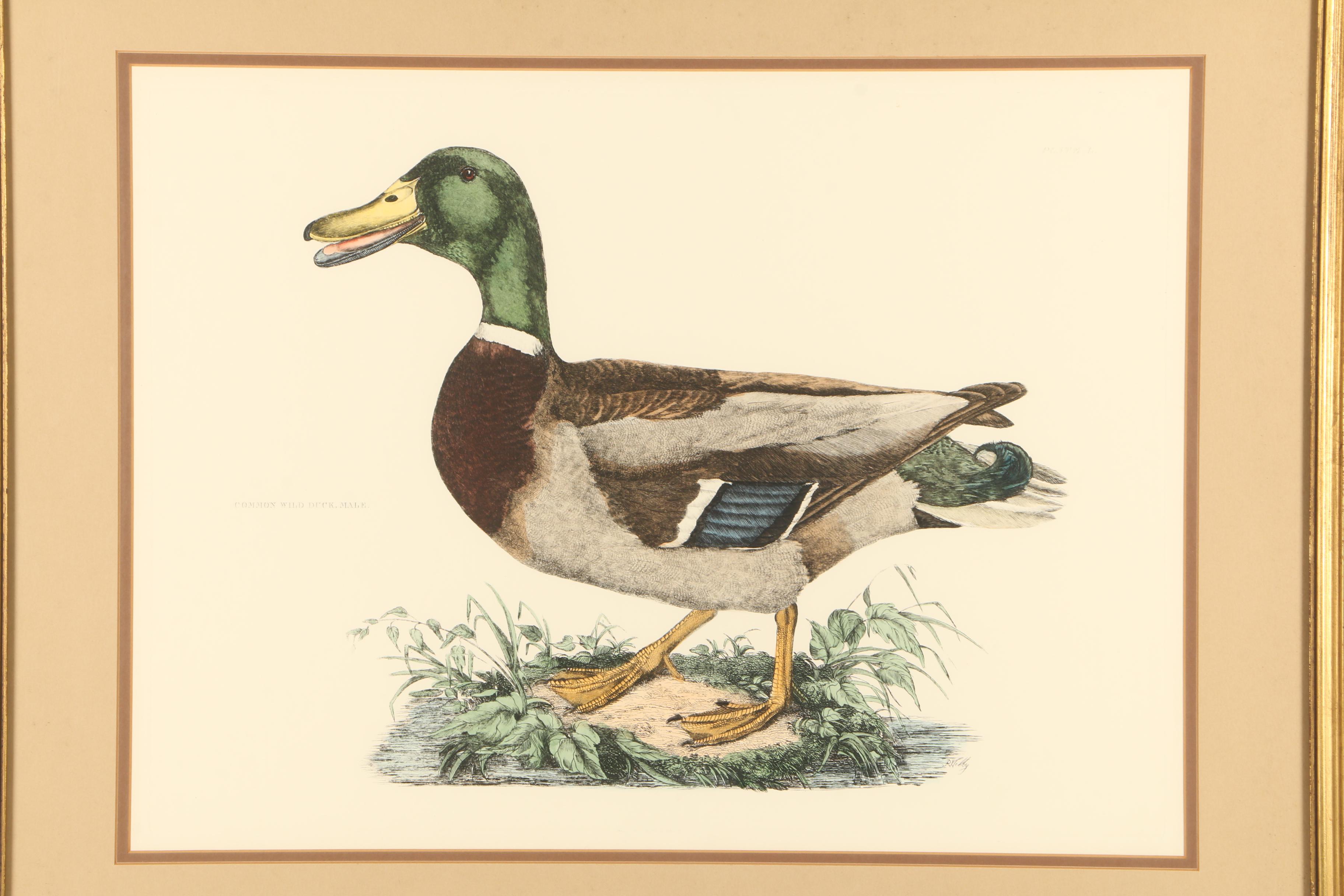 P.J. Selby Hand-colored Engraving "Common Wild Duck, Male"