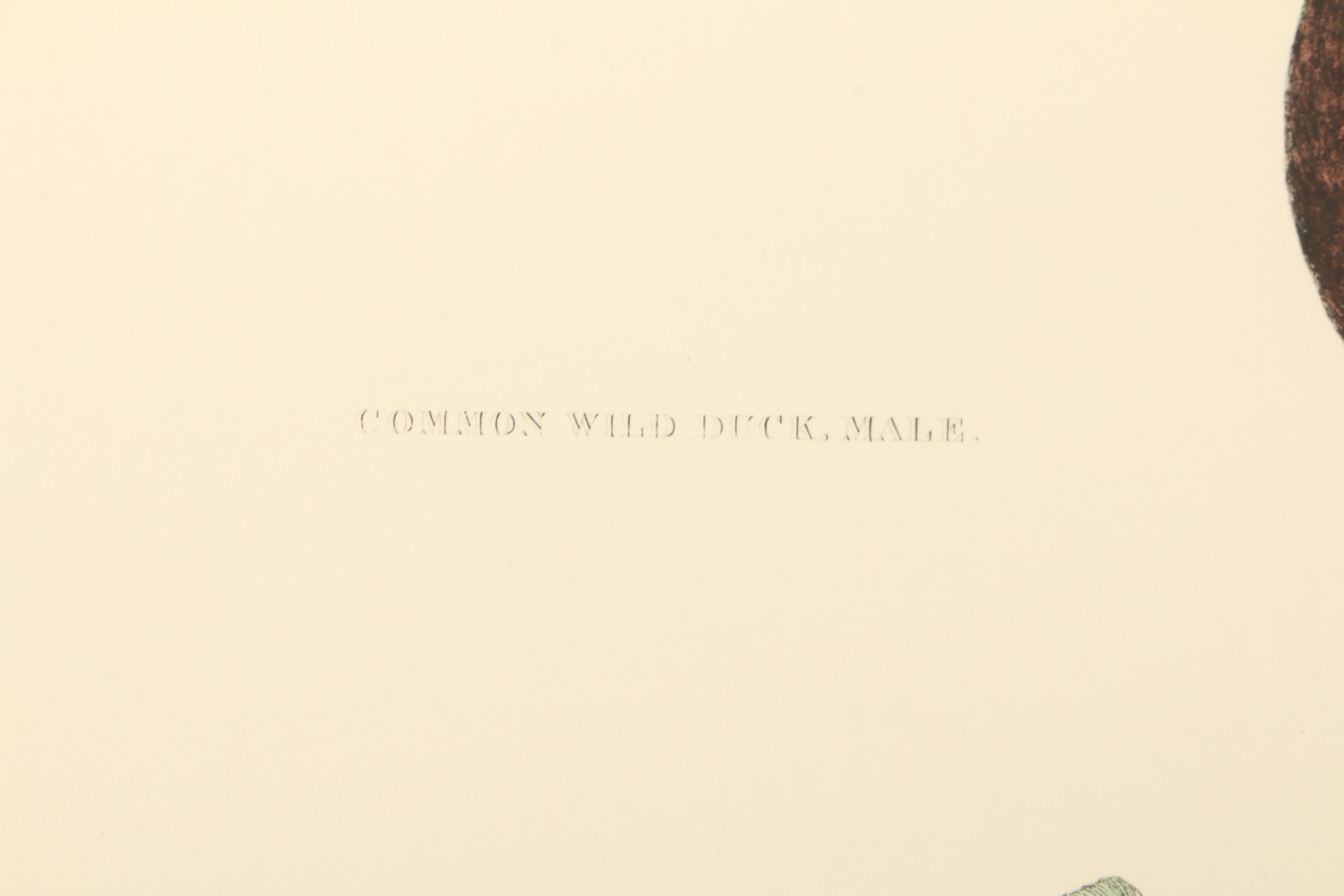 P.J. Selby Hand-colored Engraving "Common Wild Duck, Male"