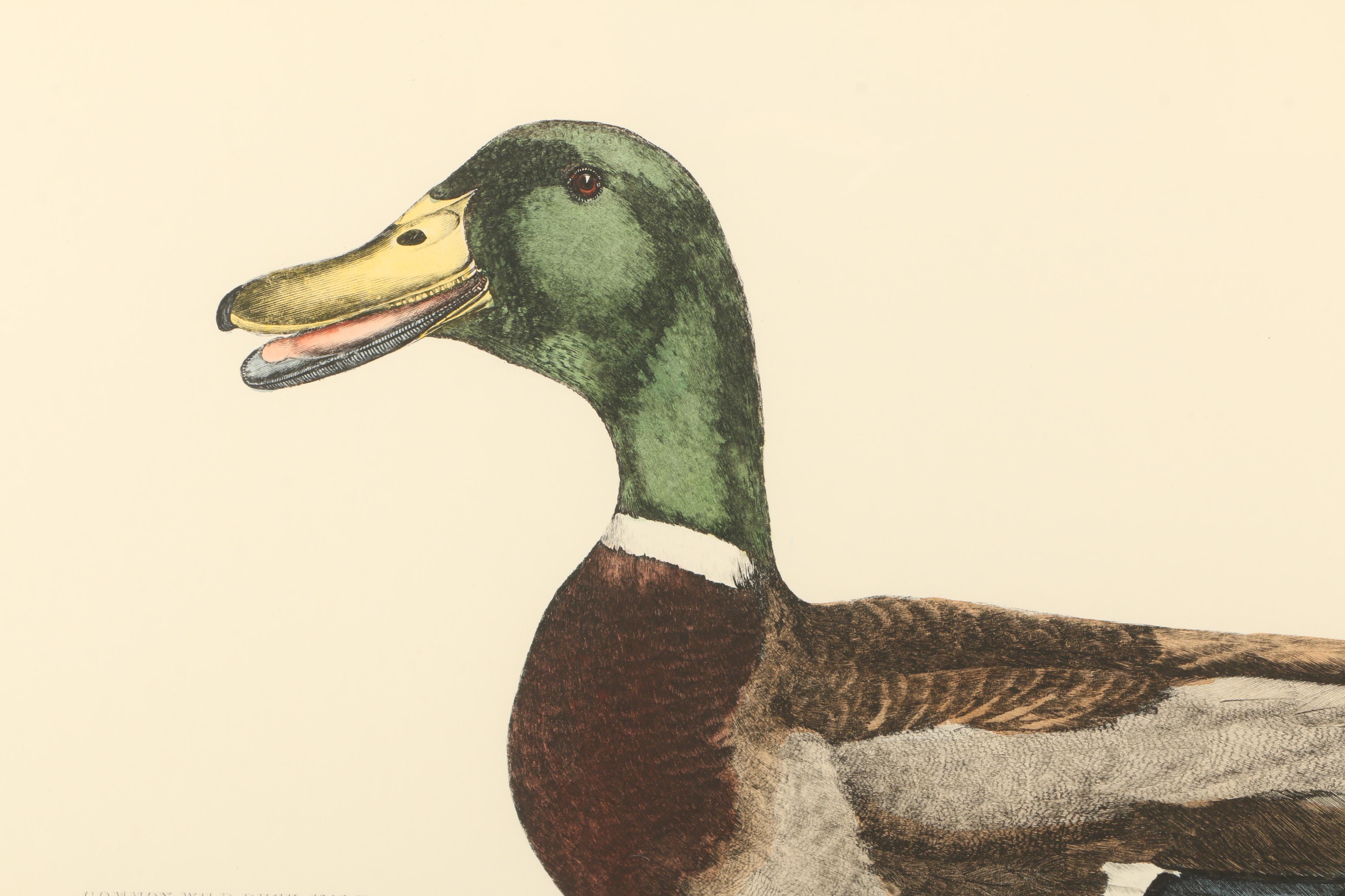 P.J. Selby Hand-colored Engraving "Common Wild Duck, Male"