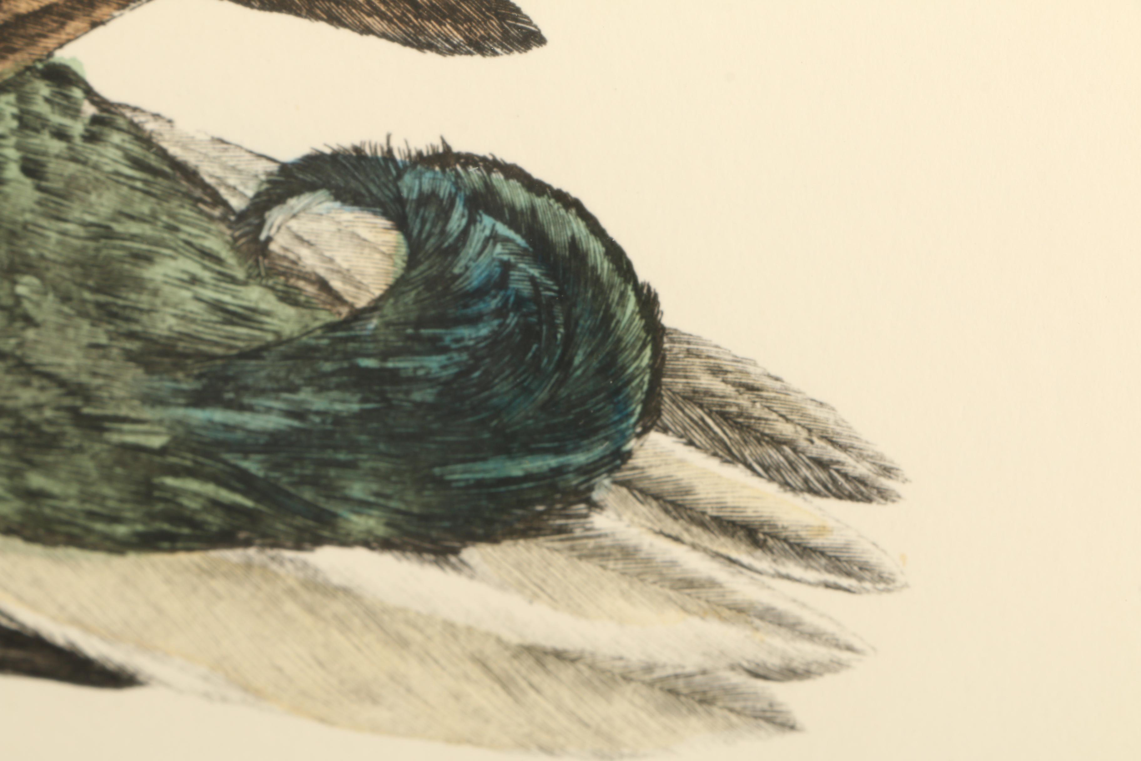 P.J. Selby Hand-colored Engraving "Common Wild Duck, Male"