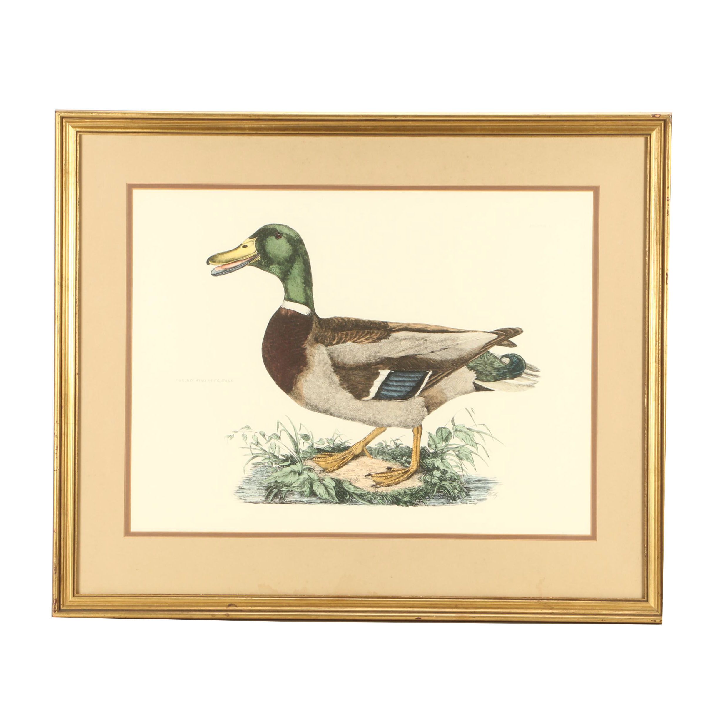 P.J. Selby Hand-colored Engraving "Common Wild Duck, Male"
