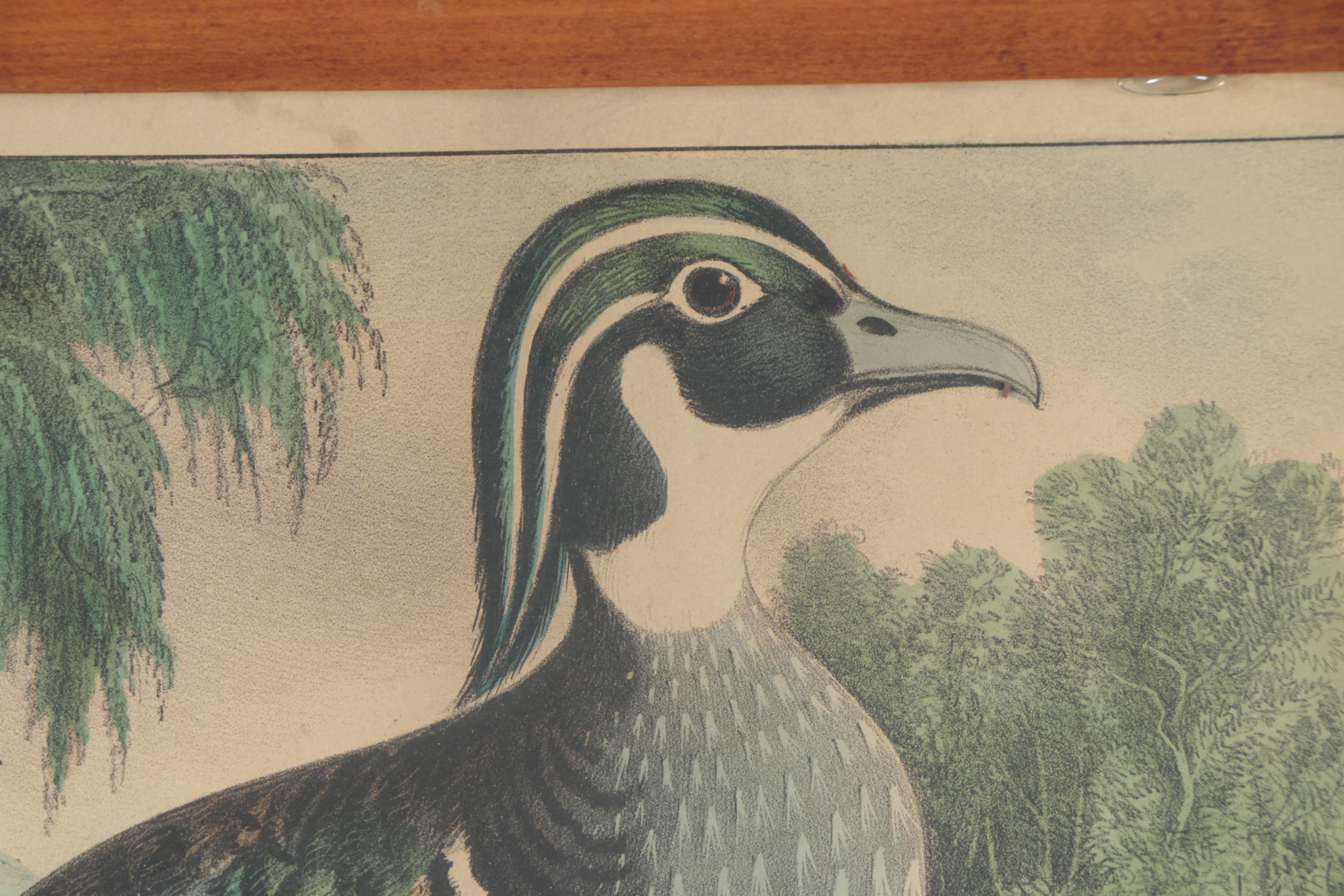 Currier and Ives Water Fowl Color Lithograph "Wood-Duck"