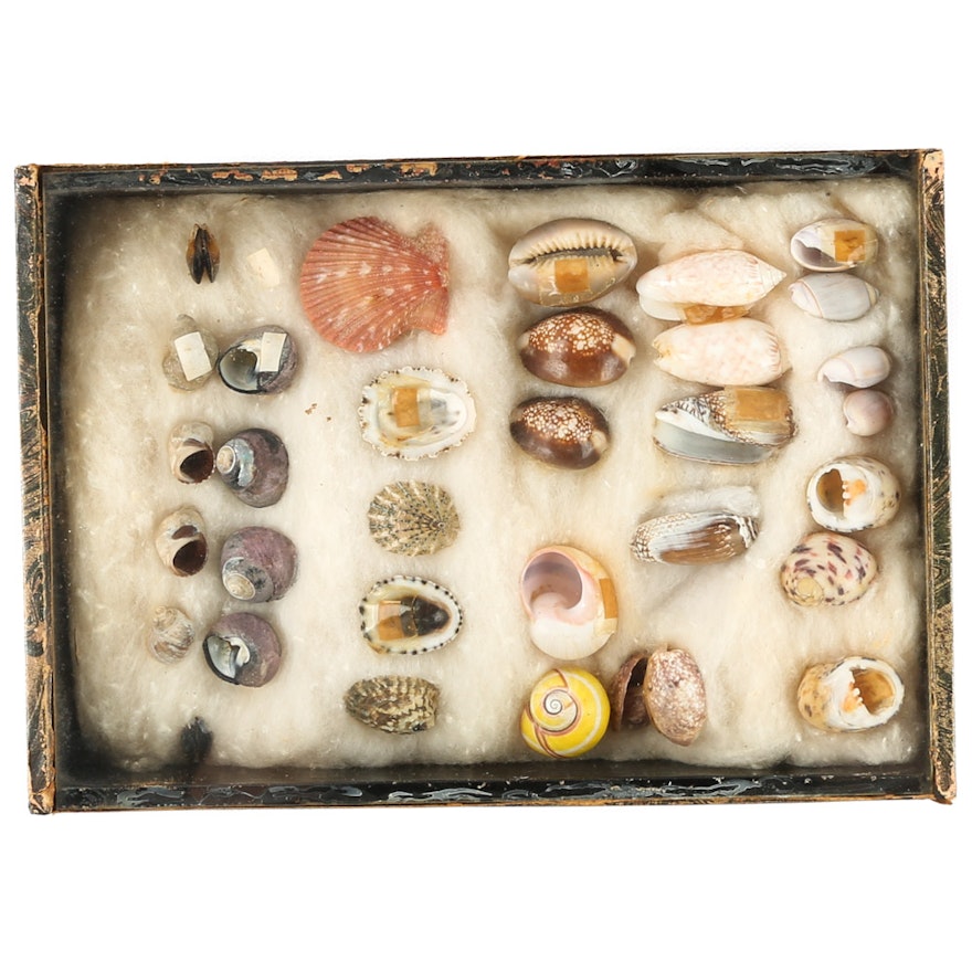 Rare Collection of Small Sea Shells