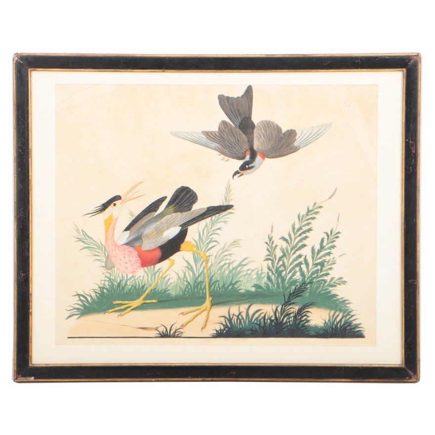 Vittorio Raineri 1836 Watercolor of Exotic Birds