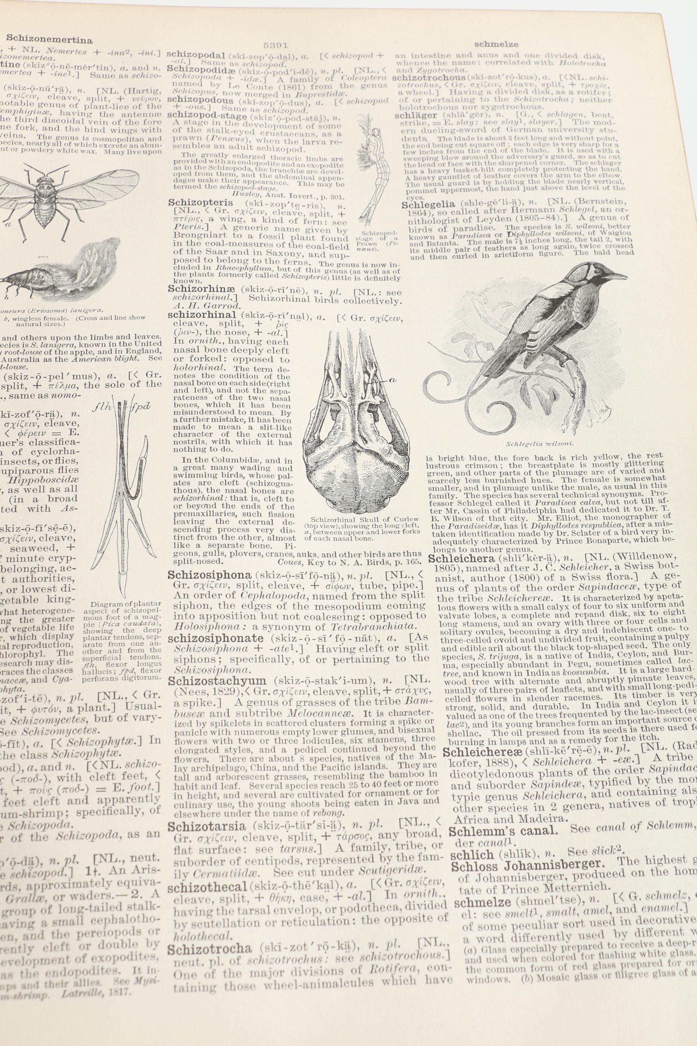 1904 Nine Volumes of "The Century Dictionary and Cyclopedia"