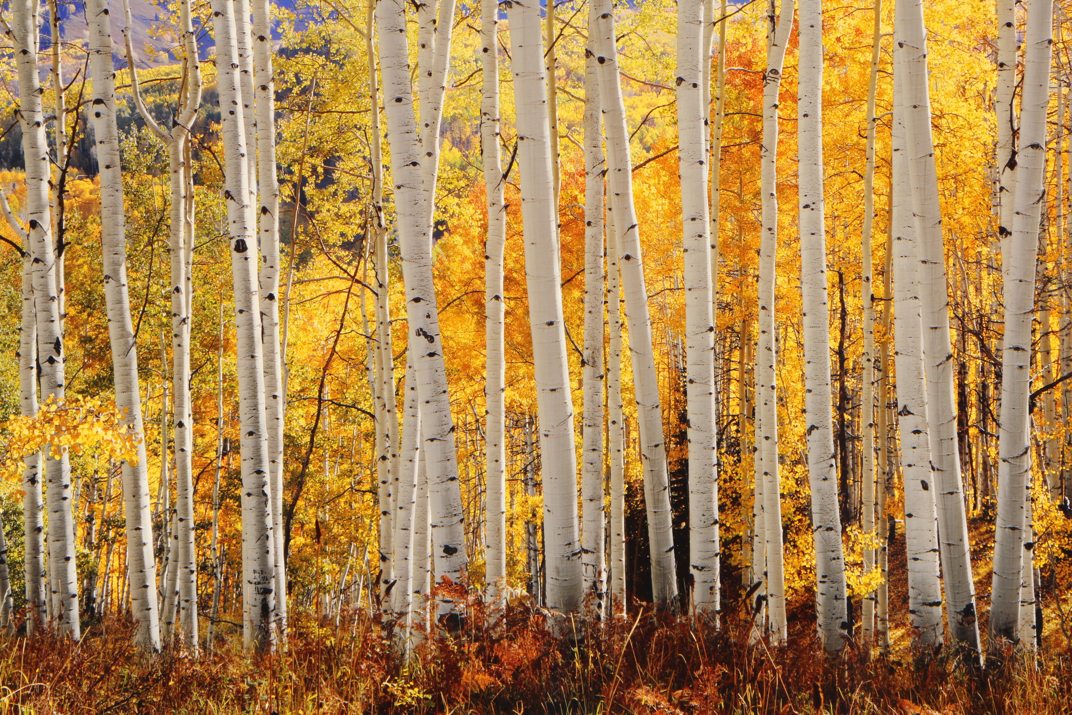 Rodney Lough Jr. Color Photograph "The Glory of God's Light"