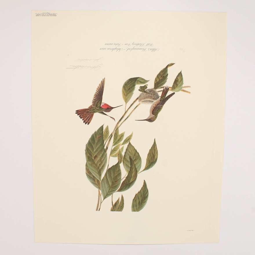 John Ruthven Offset Lithograph "Allen's Hummingbird..."