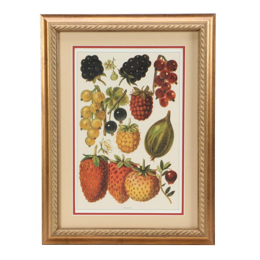 Offset Lithograph of Vintage Botanical Illustration "Beerenobst"