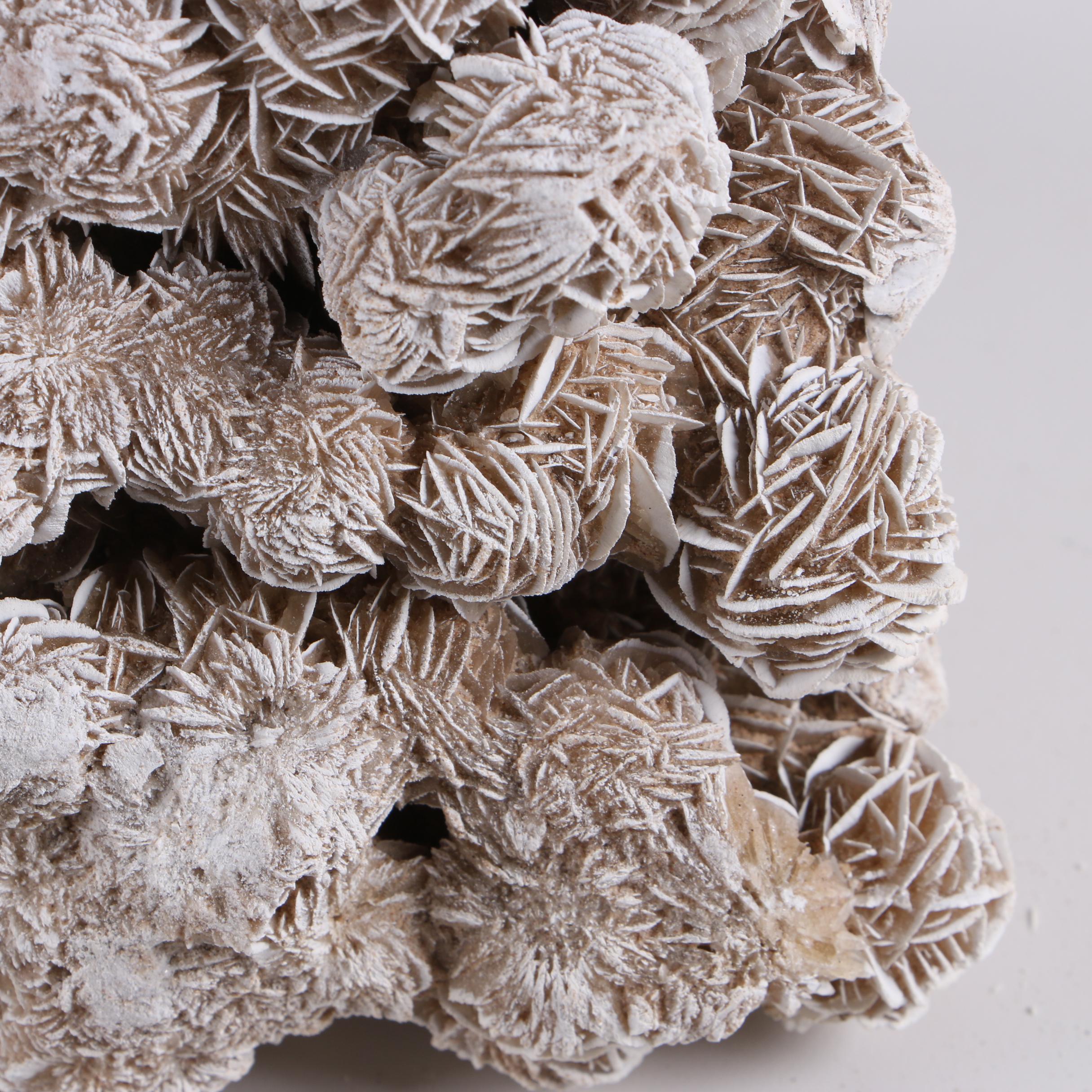 Gypsum Desert Rose Specimens