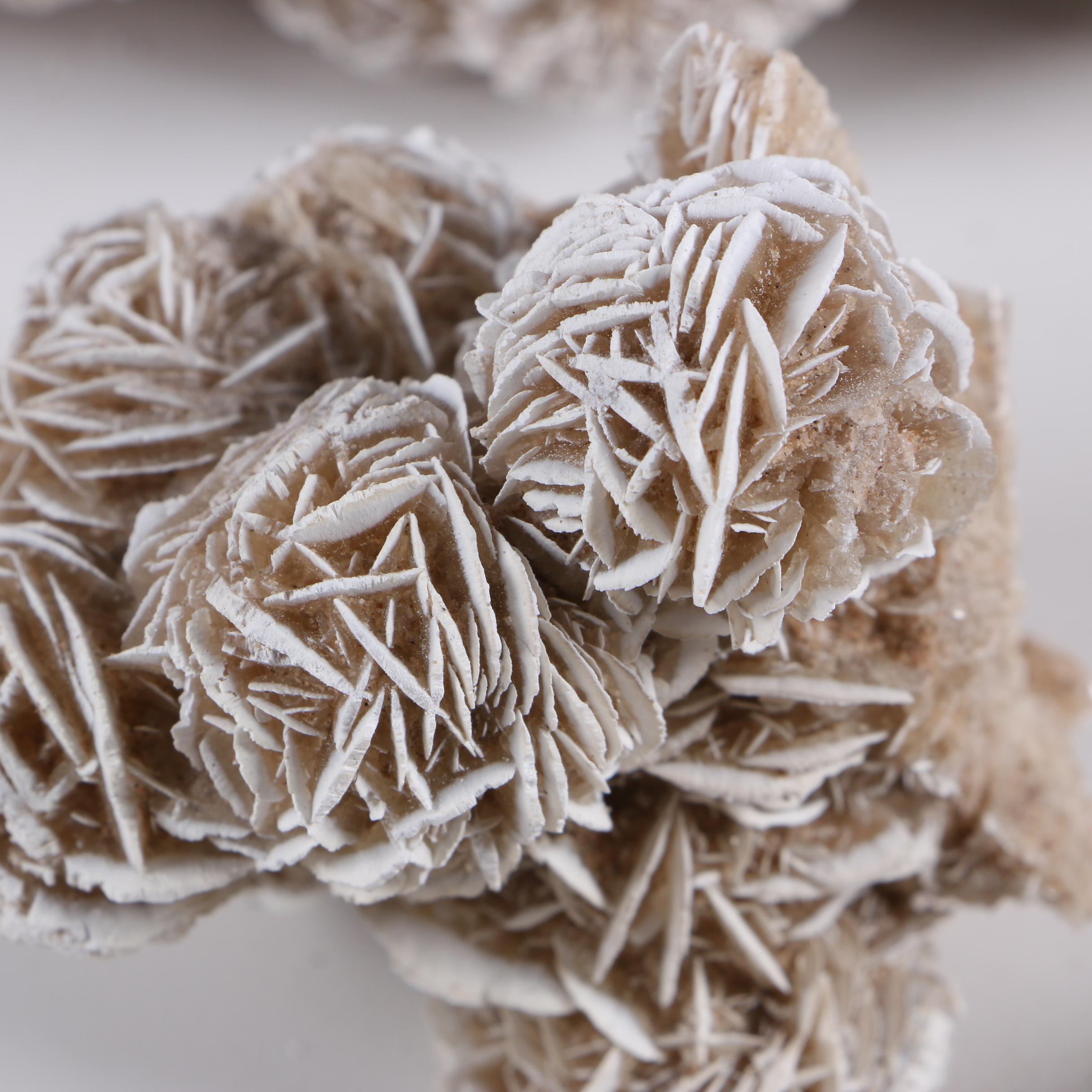 Gypsum Desert Rose Specimens