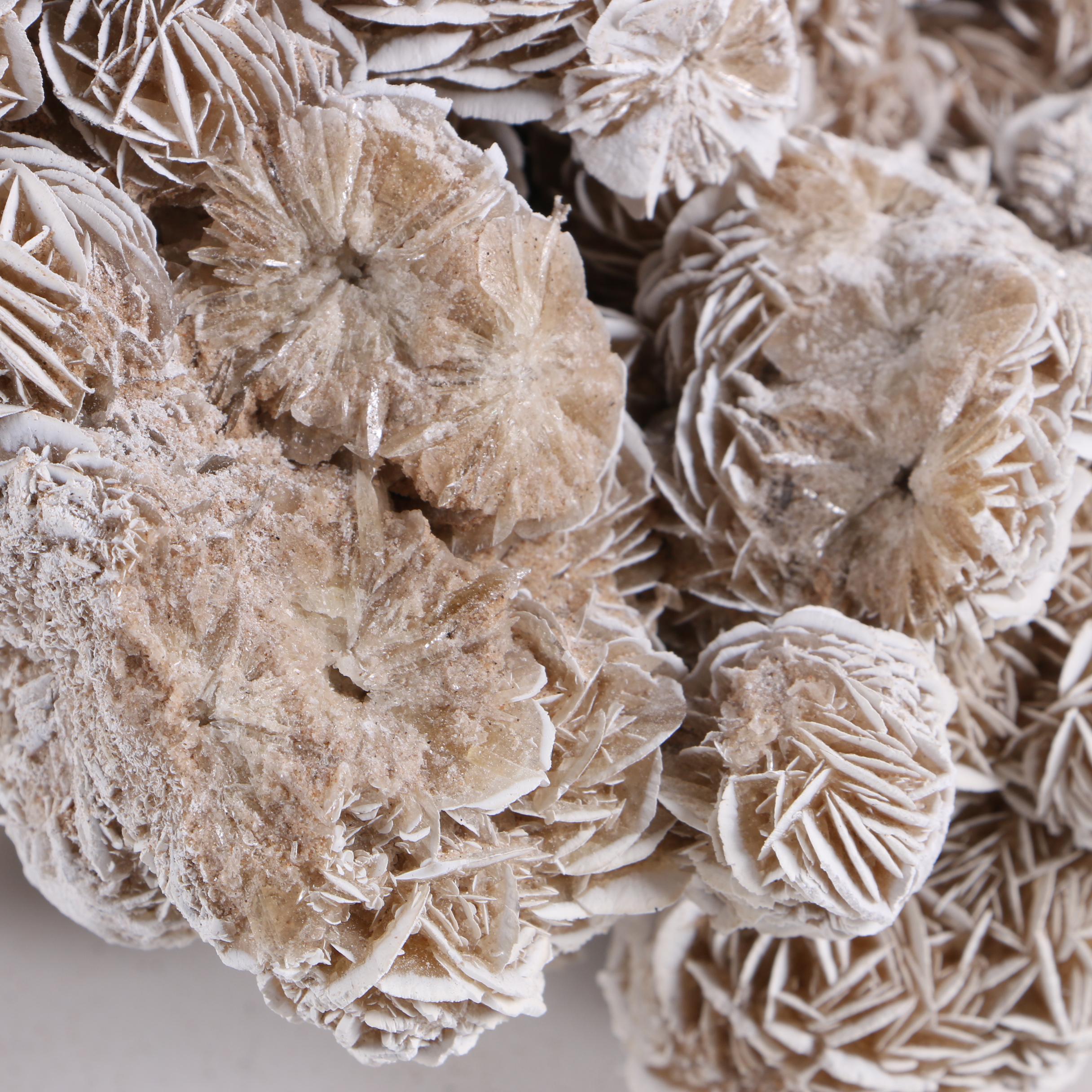 Gypsum Desert Rose Specimens