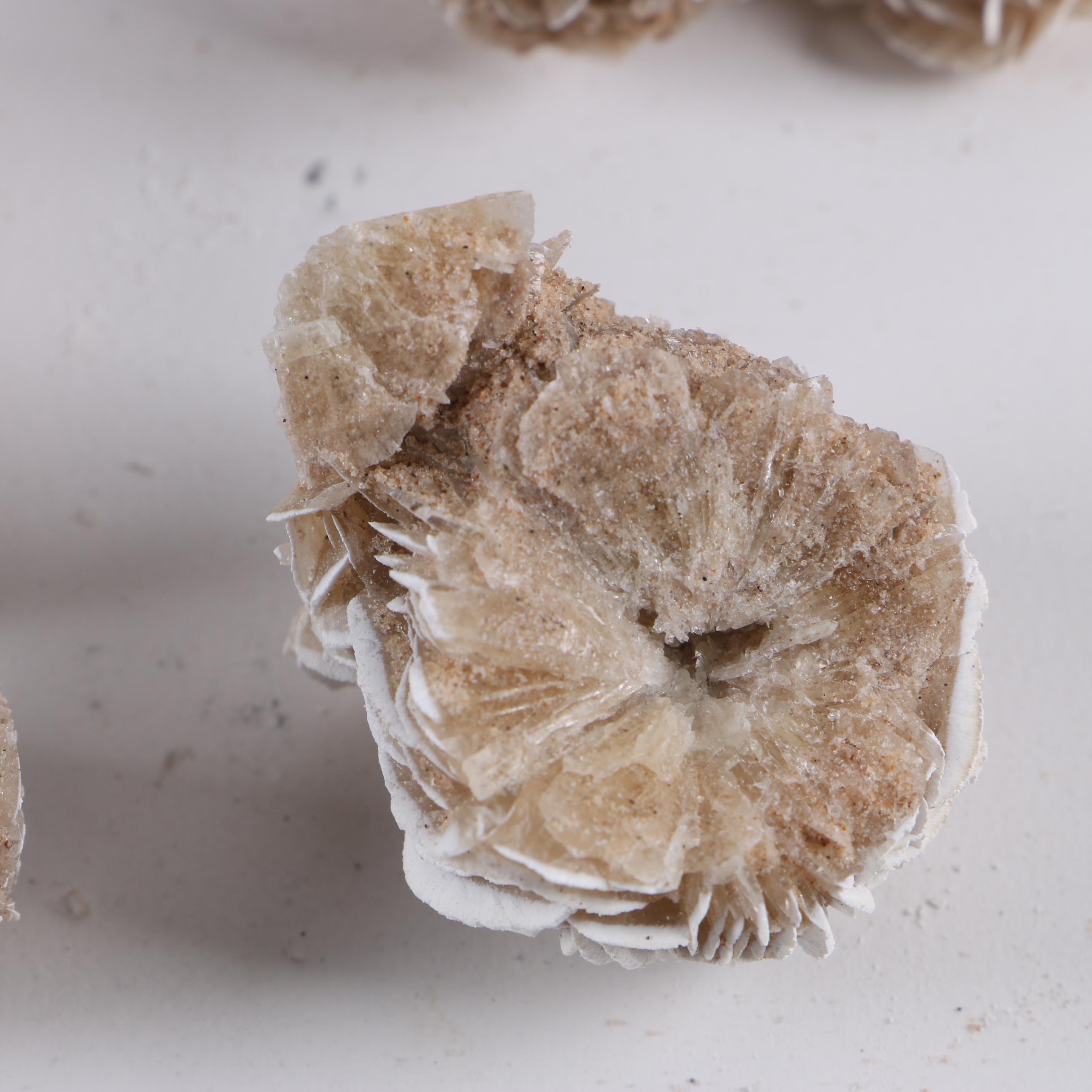 Gypsum Desert Rose Specimens