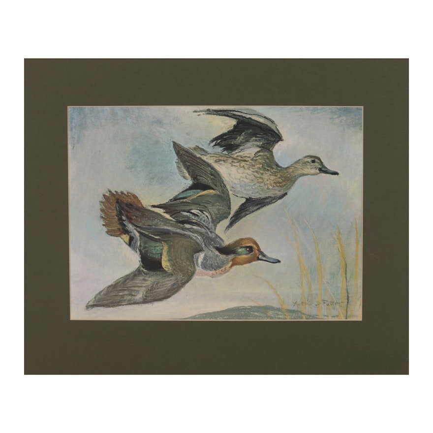 Offset Lithograph after Arthur D. Fuller "Green-winged Teal in Flight"