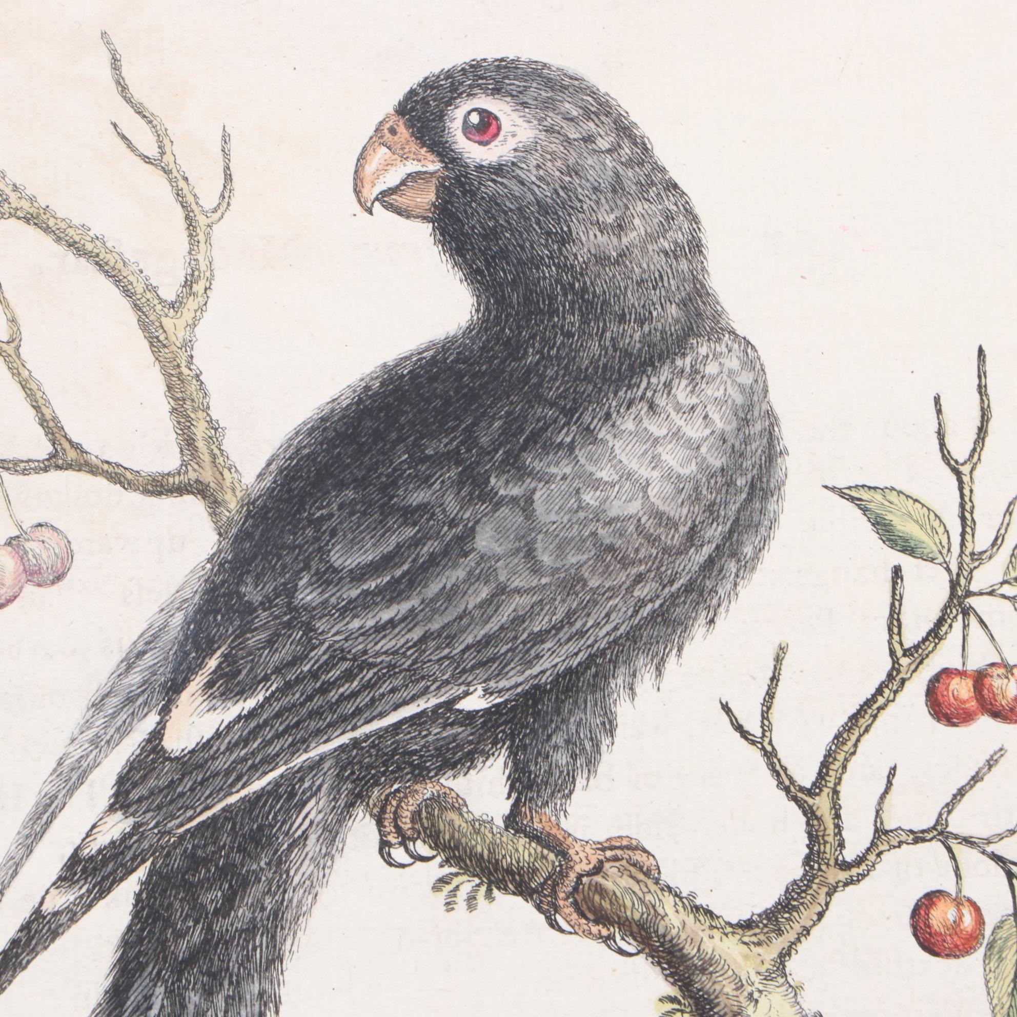 George Edwards 18th Century Hand-colored Ornithological Engravings