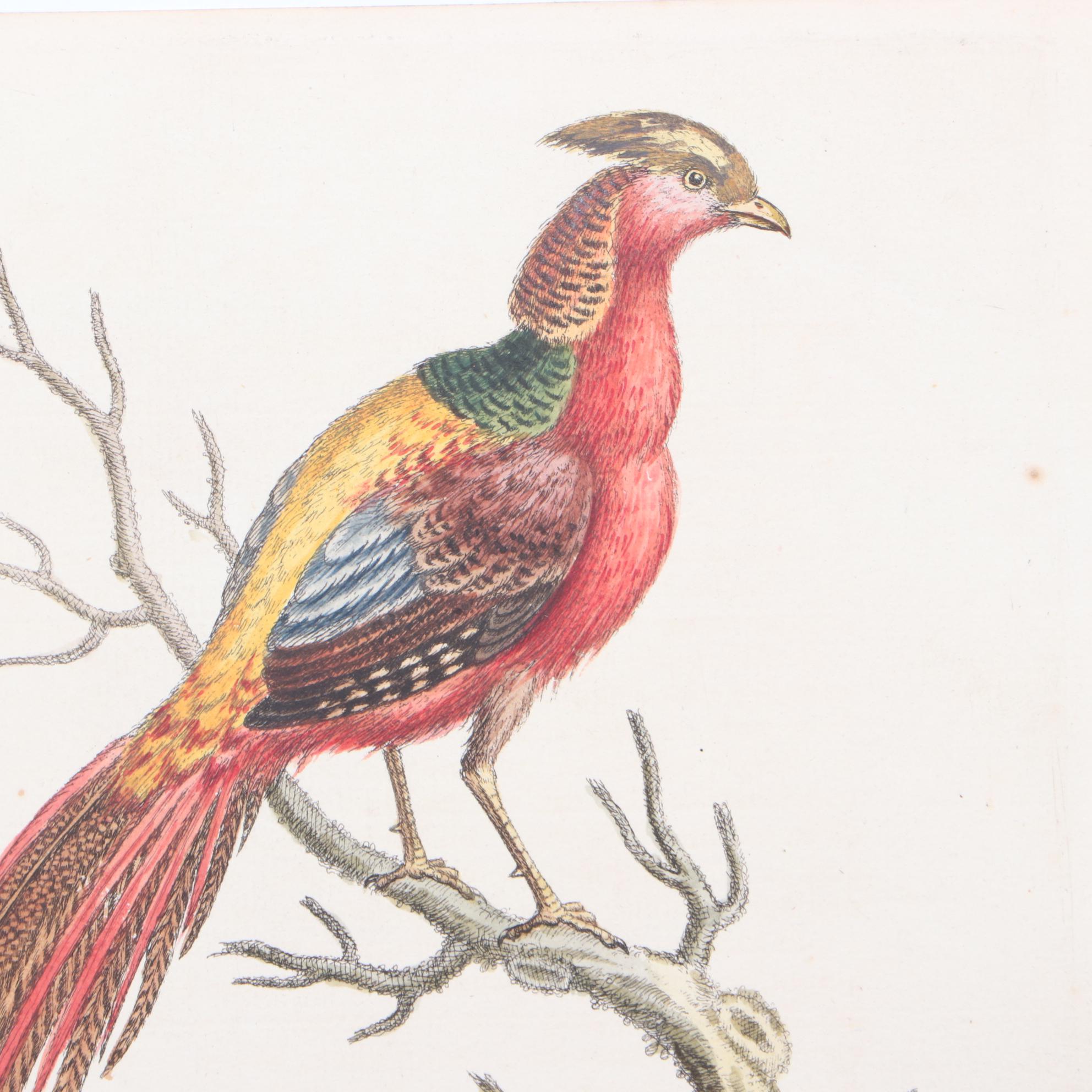 George Edwards 18th Century Hand-colored Ornithological Engravings