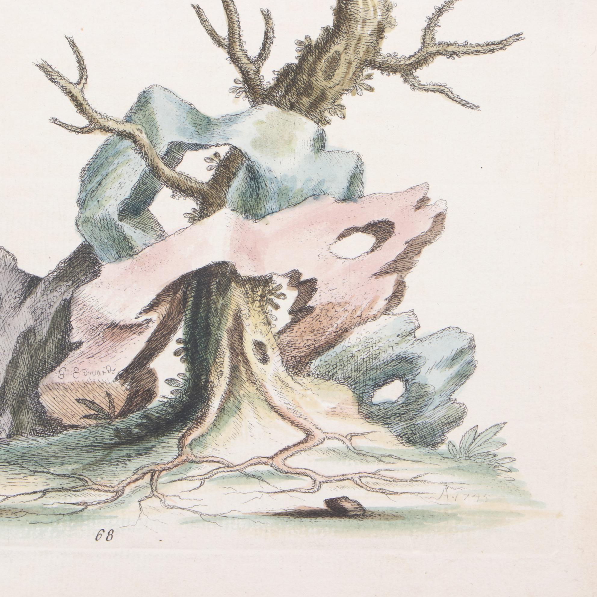 George Edwards 18th Century Hand-colored Ornithological Engravings