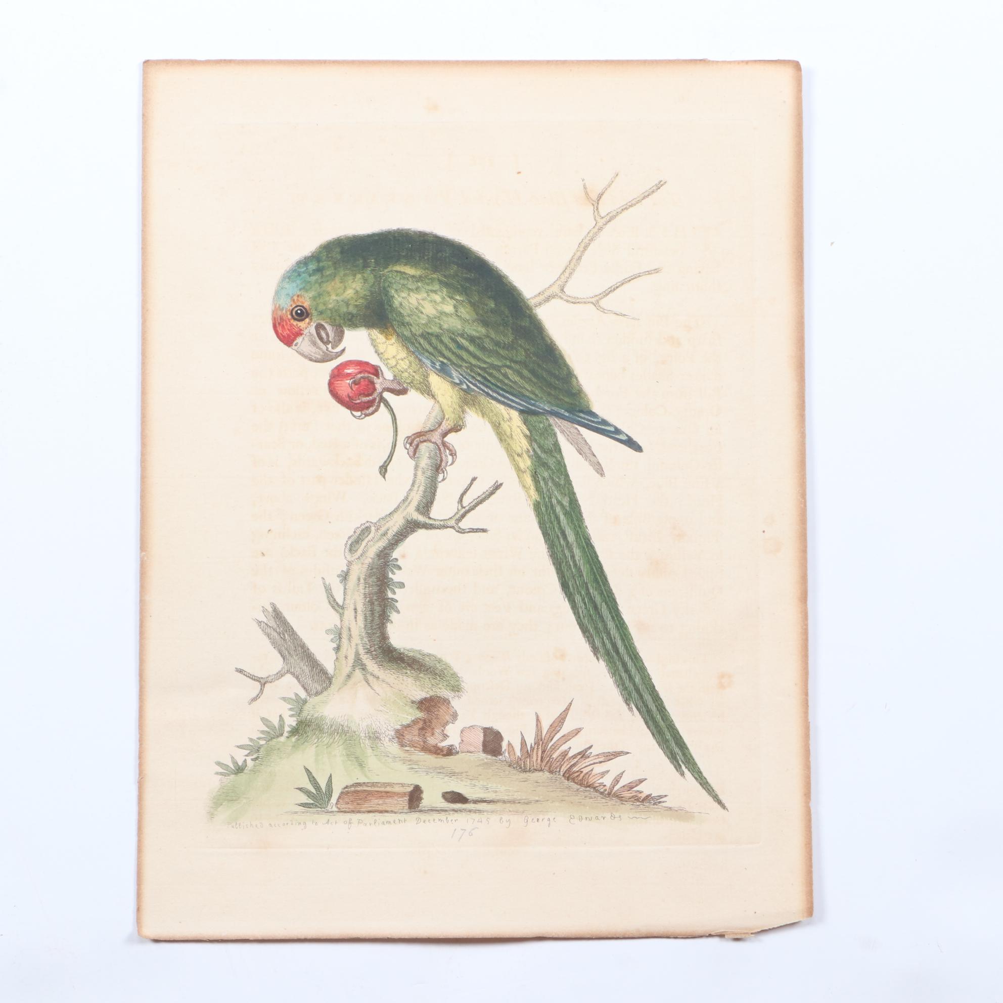 George Edwards 18th Century Hand-colored Ornithological Engravings