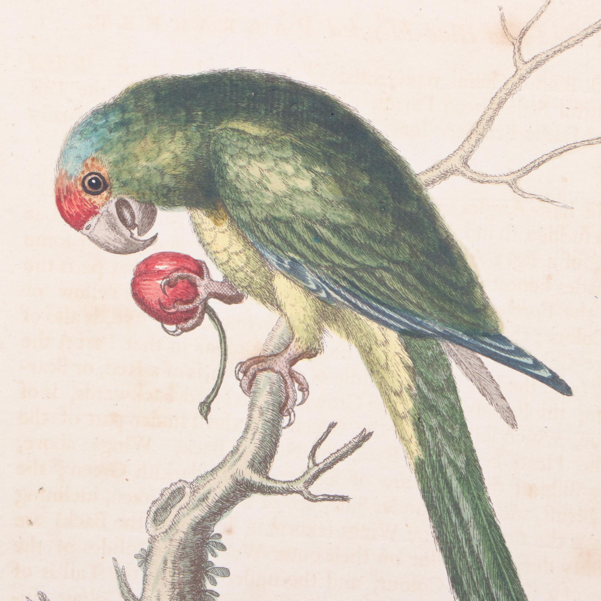 George Edwards 18th Century Hand-colored Ornithological Engravings