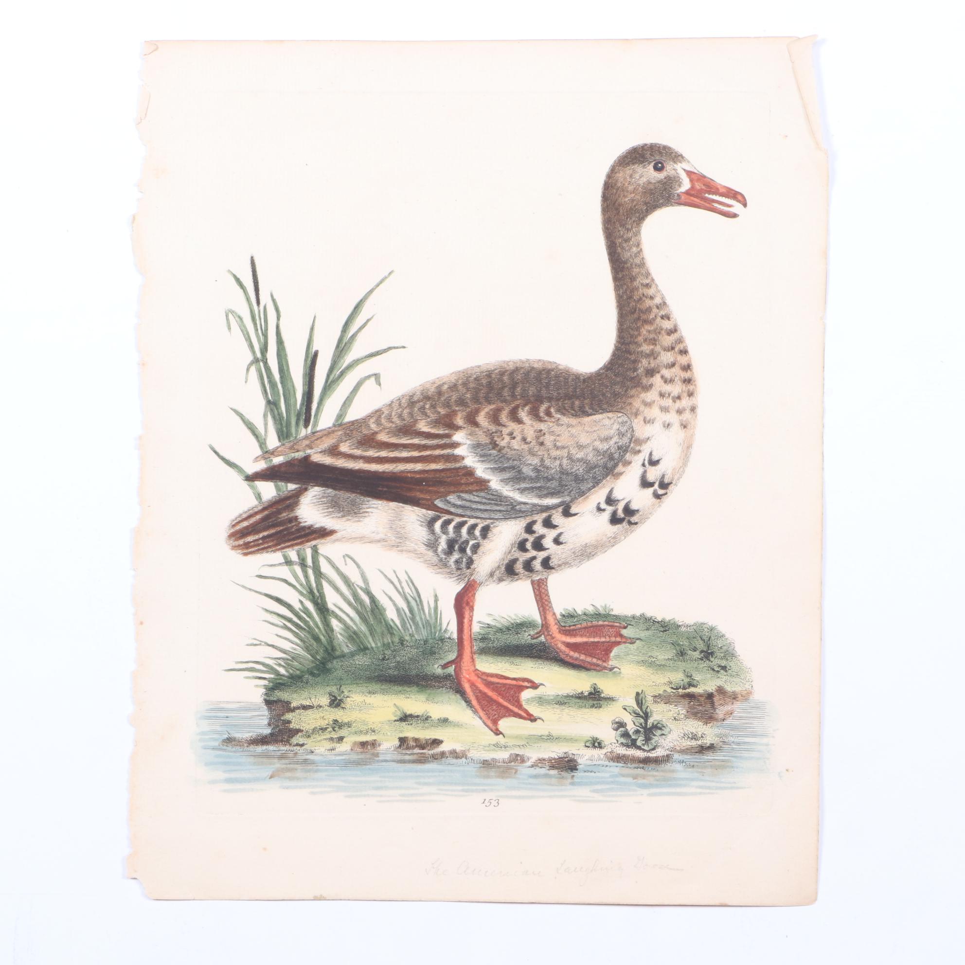 George Edwards 18th Century Hand-colored Ornithological Engravings