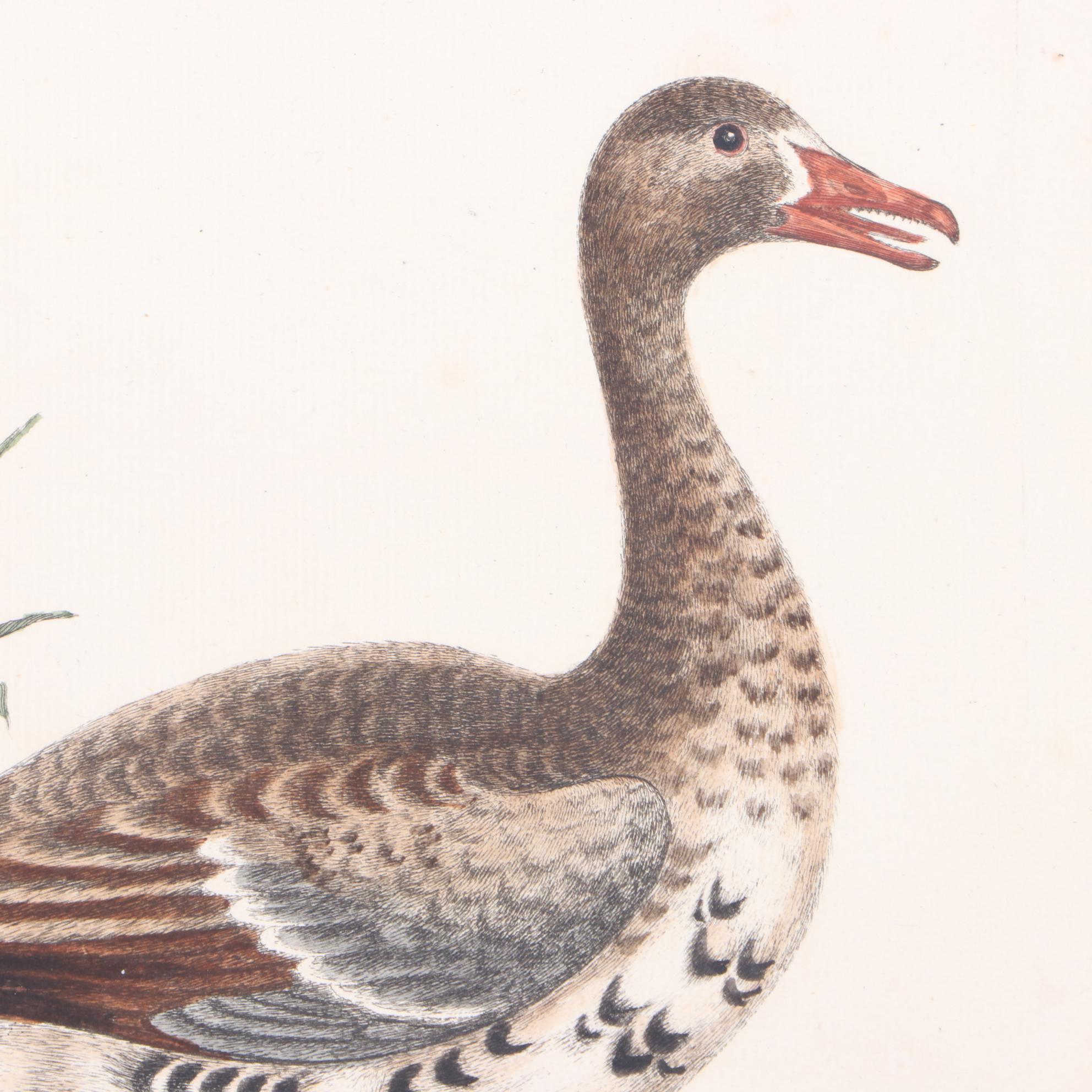 George Edwards 18th Century Hand-colored Ornithological Engravings