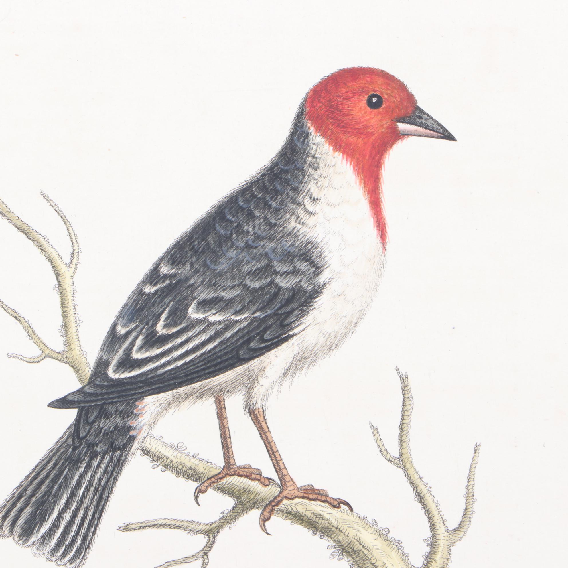 George Edwards 18th Century Hand-colored Ornithological Engravings