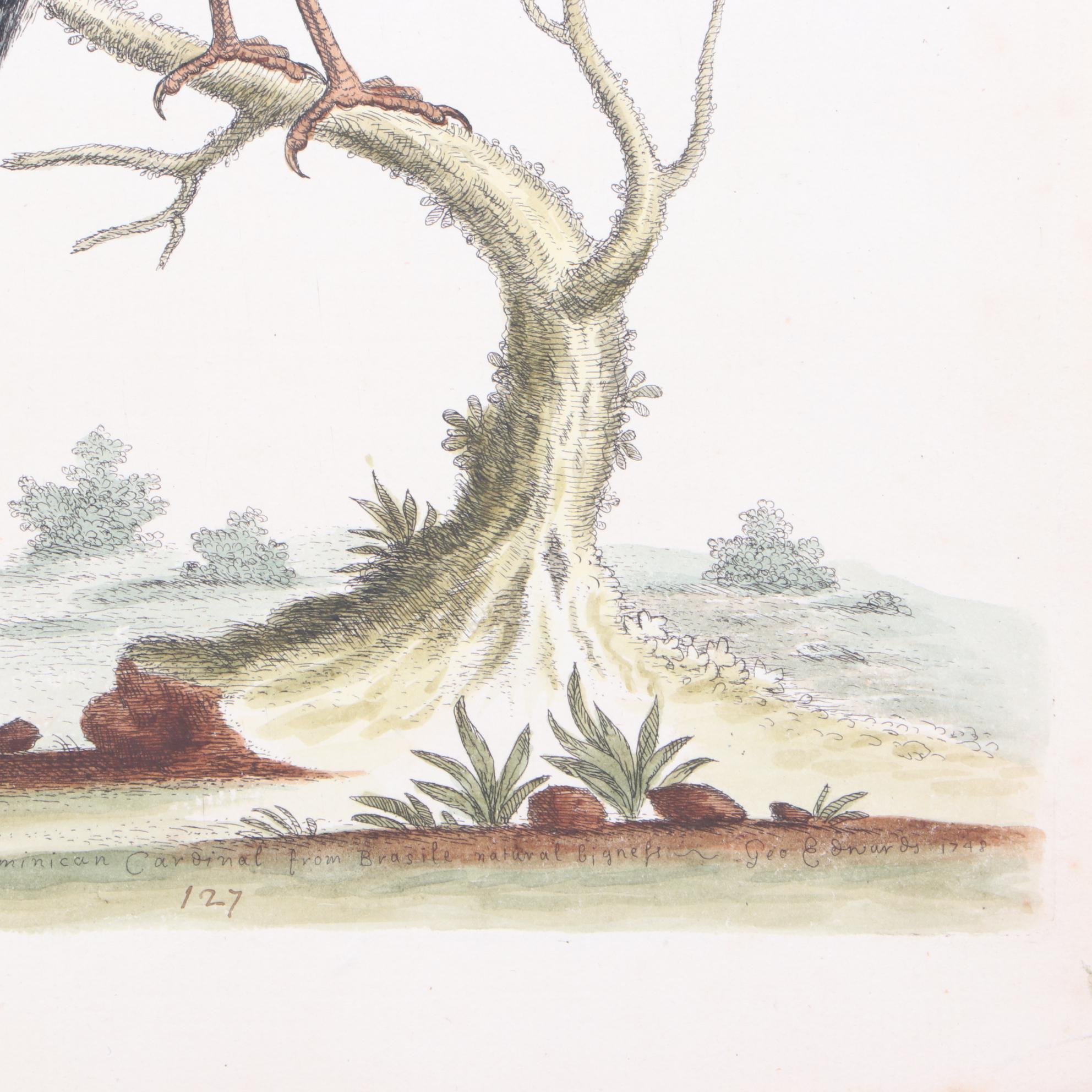 George Edwards 18th Century Hand-colored Ornithological Engravings