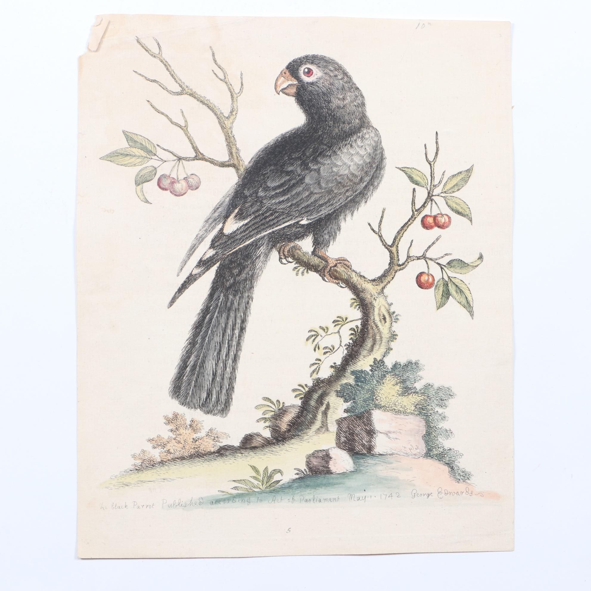 George Edwards 18th Century Hand-colored Ornithological Engravings