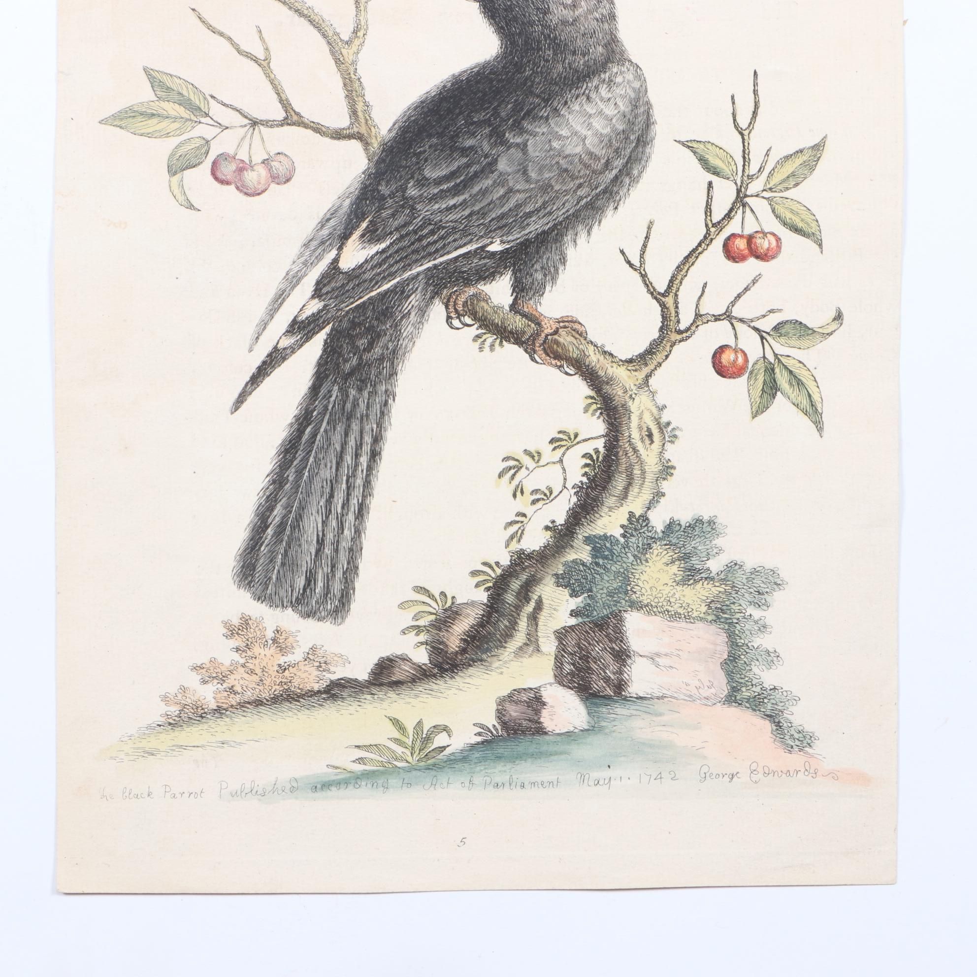 George Edwards 18th Century Hand-colored Ornithological Engravings