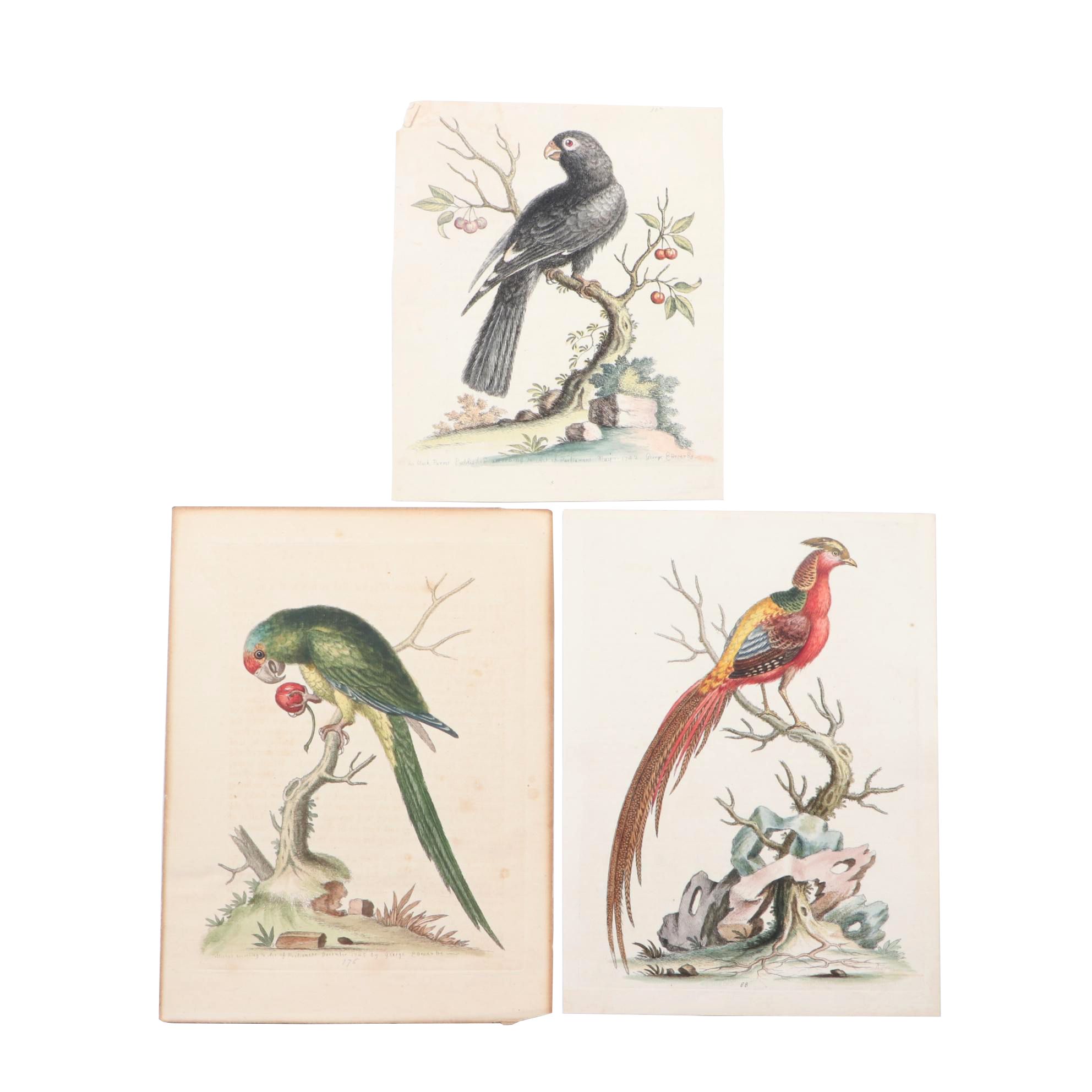 George Edwards 18th Century Hand-colored Ornithological Engravings