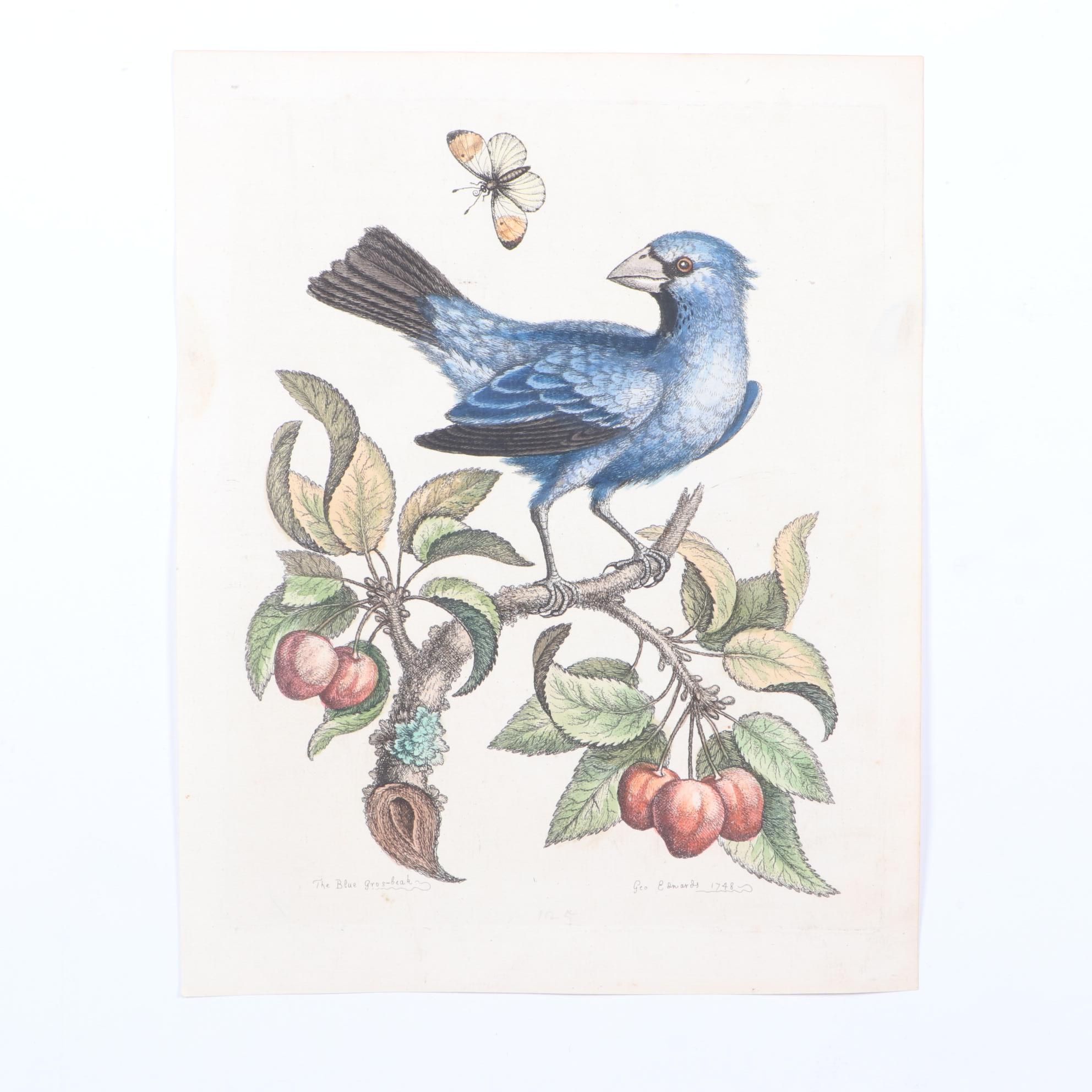 George Edwards 18th Century Hand-colored Ornithological Engravings