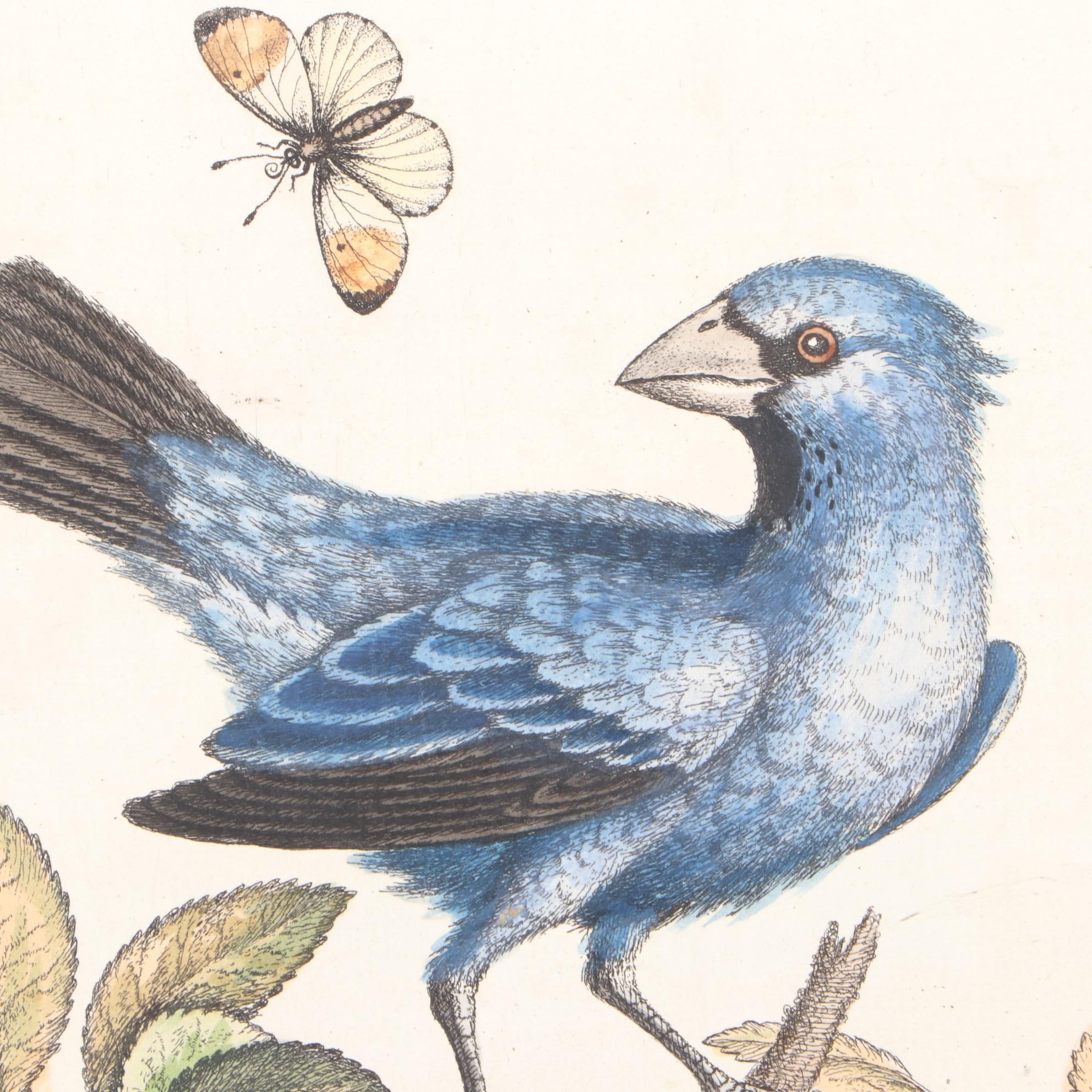 George Edwards 18th Century Hand-colored Ornithological Engravings