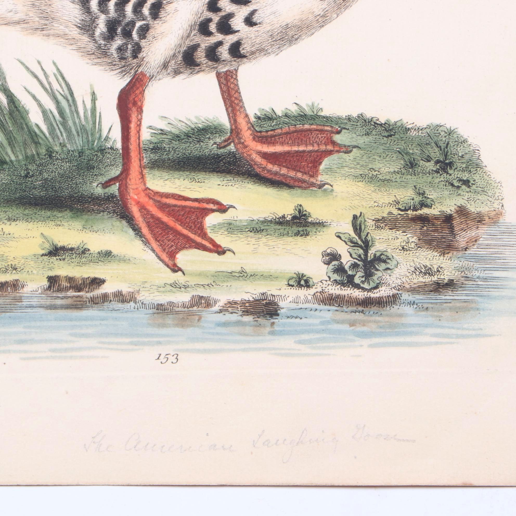 George Edwards 18th Century Hand-colored Ornithological Engravings