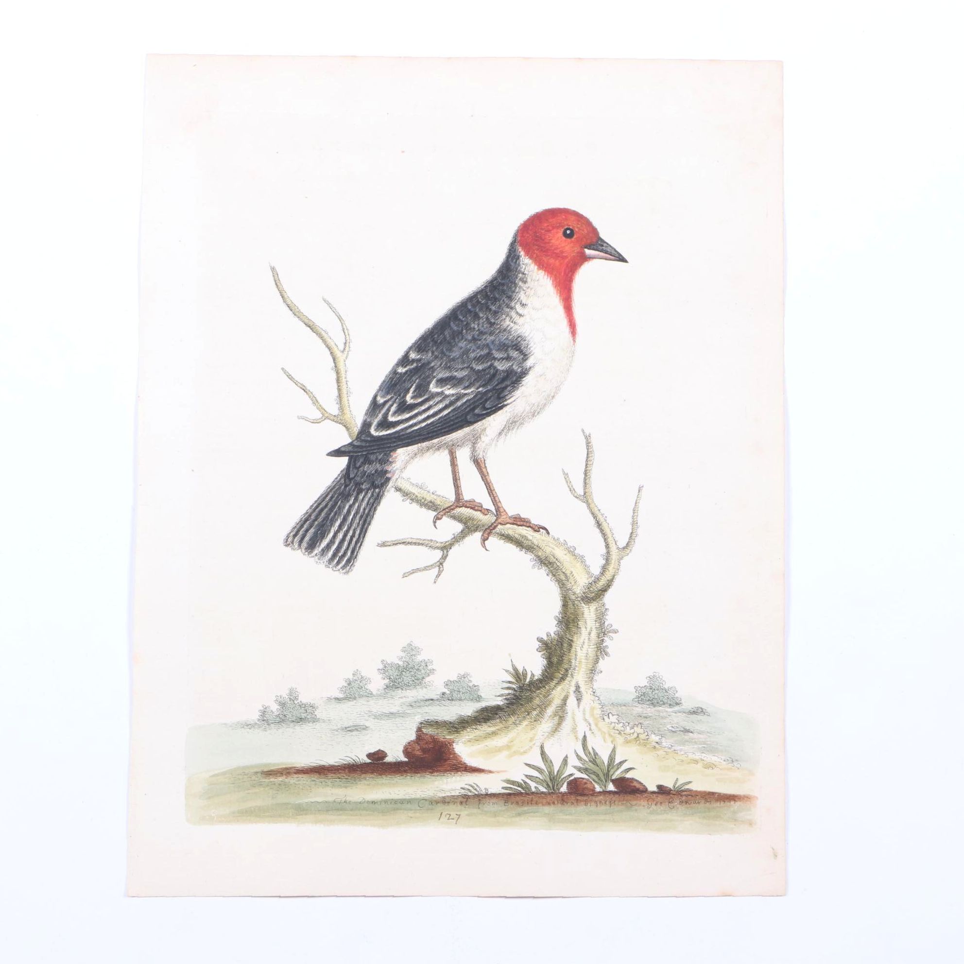 George Edwards 18th Century Hand-colored Ornithological Engravings