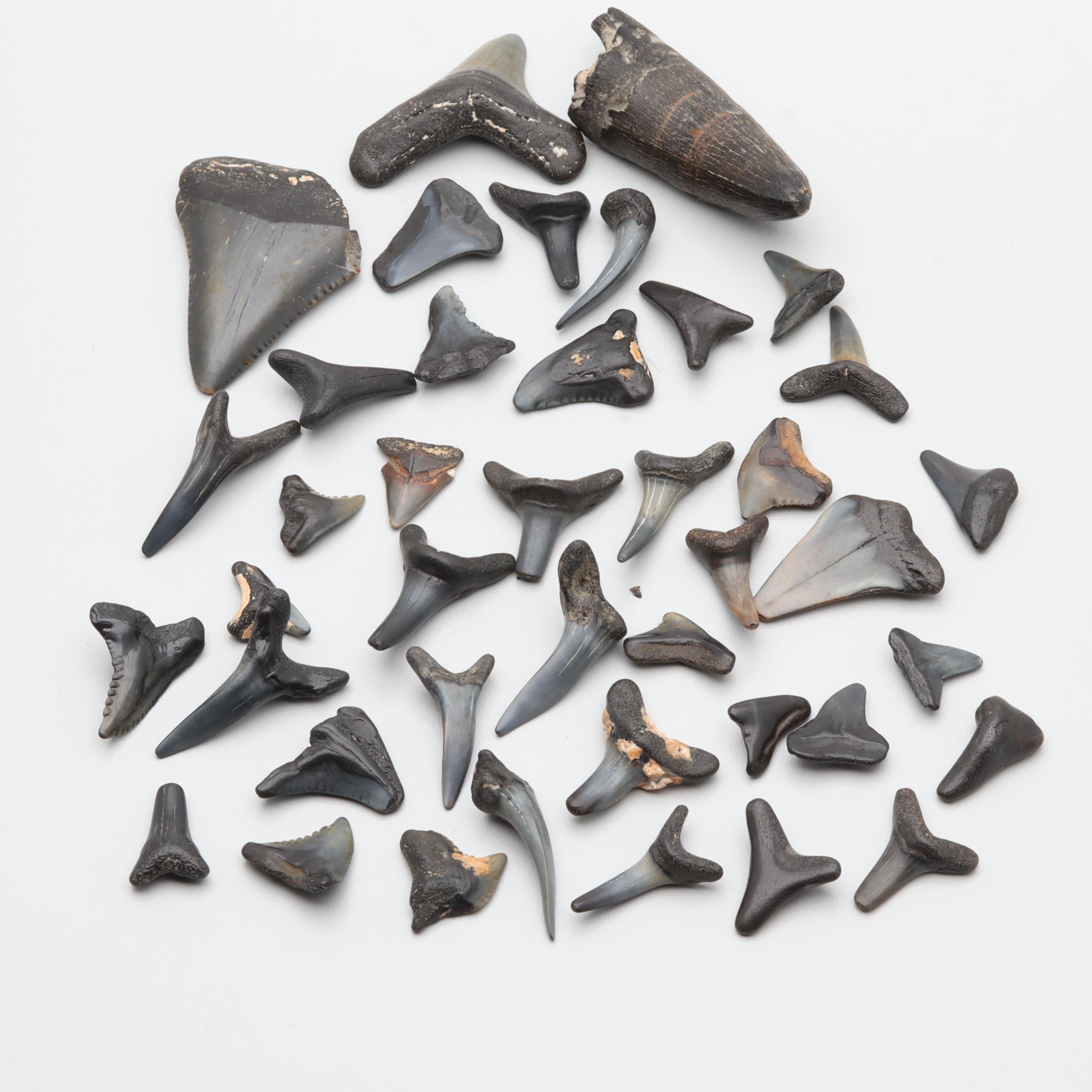 Loose Fossil Tooth and 402.52 CTW Shark Teeth